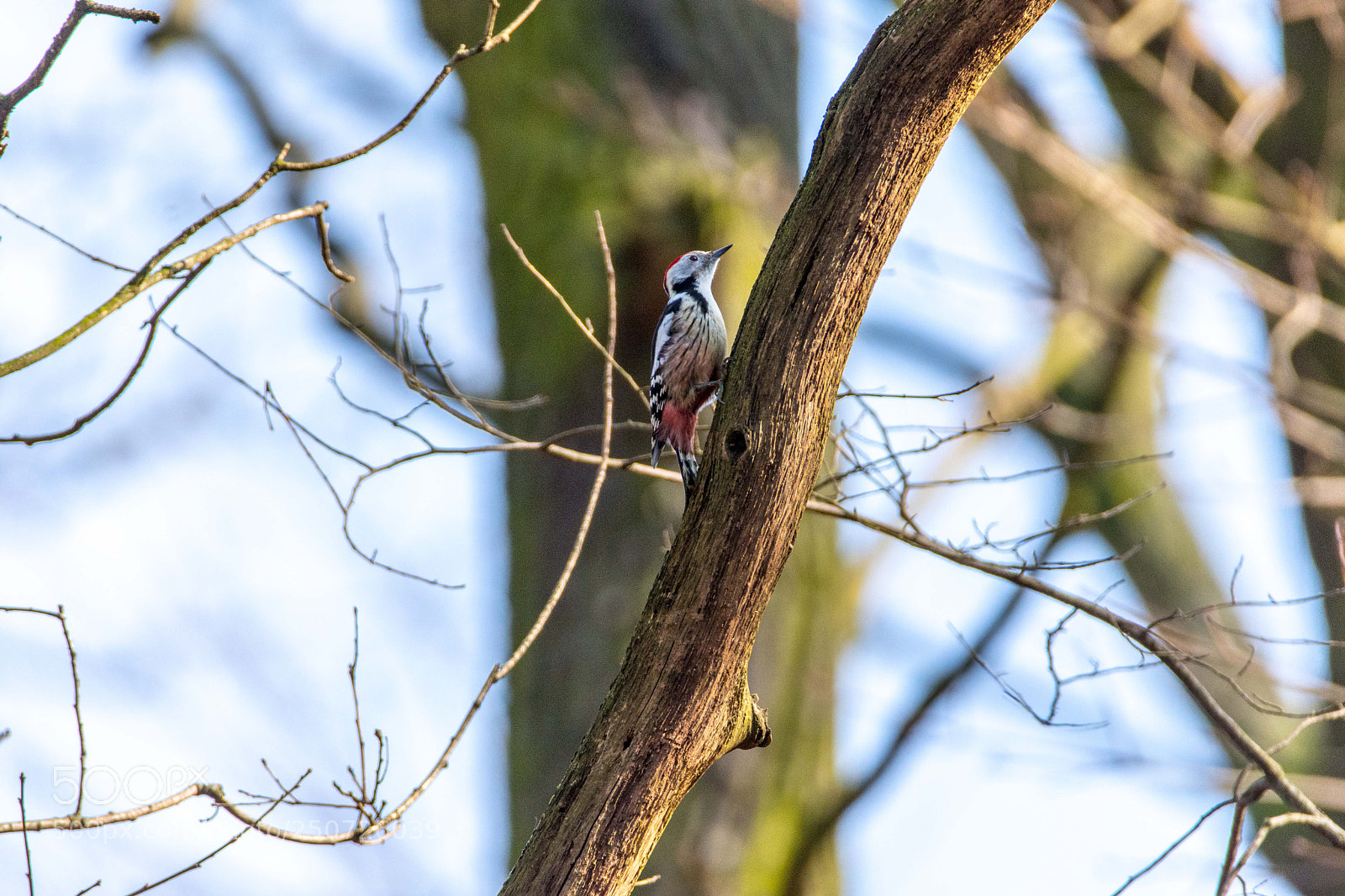 Nikon D7200 sample photo. Hallo buntspecht junior photography