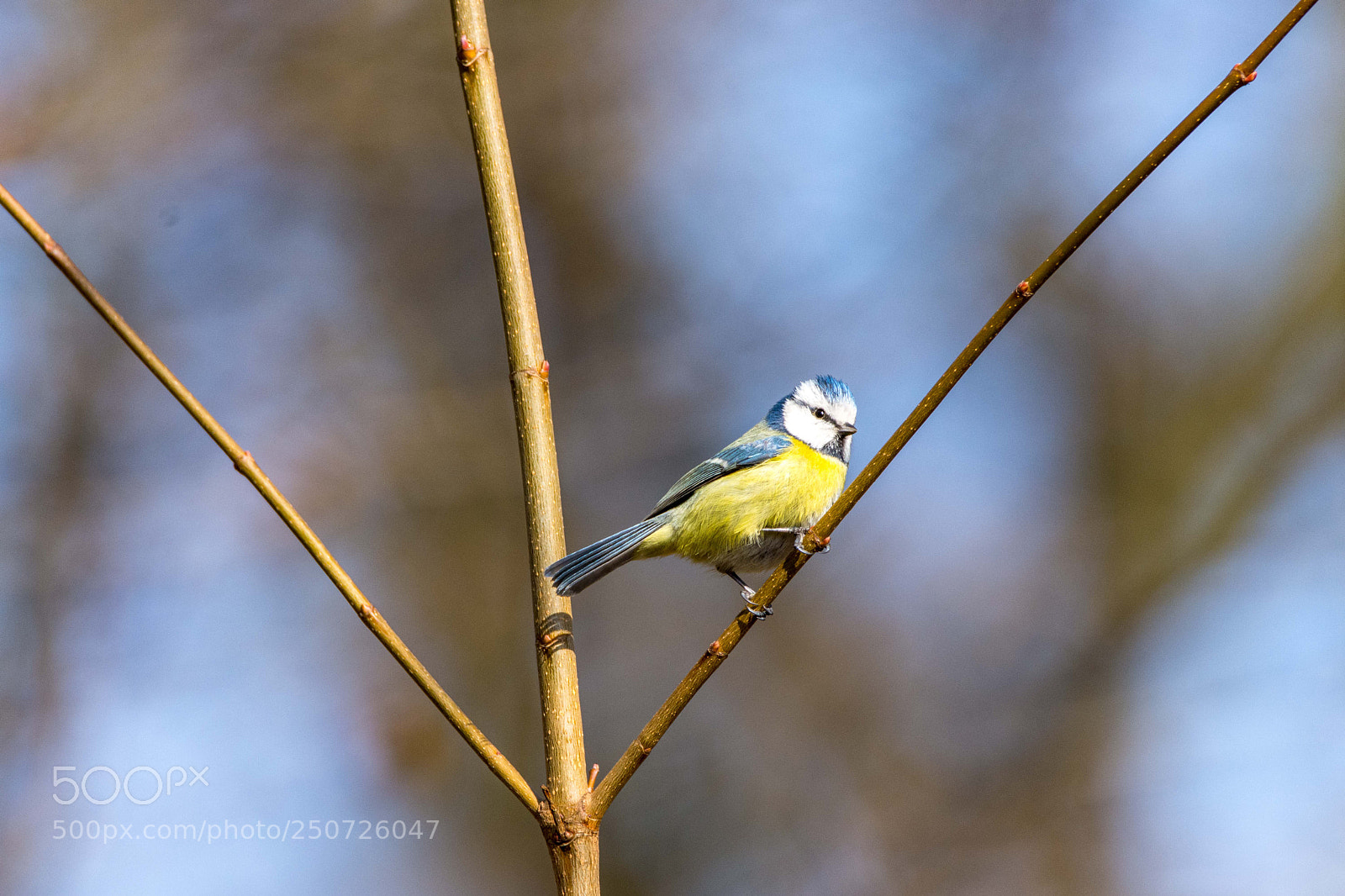 Nikon D7200 sample photo. Hallo blaumeise photography