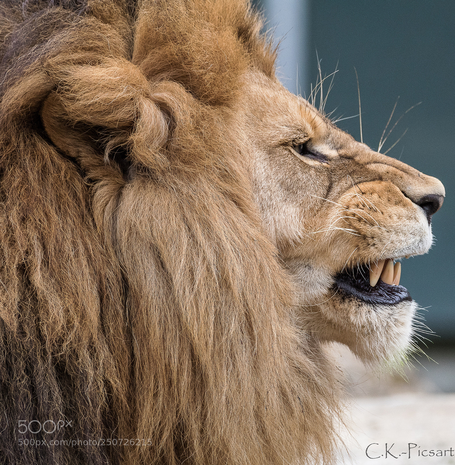 Canon EOS 760D (EOS Rebel T6s / EOS 8000D) sample photo. The lion photography