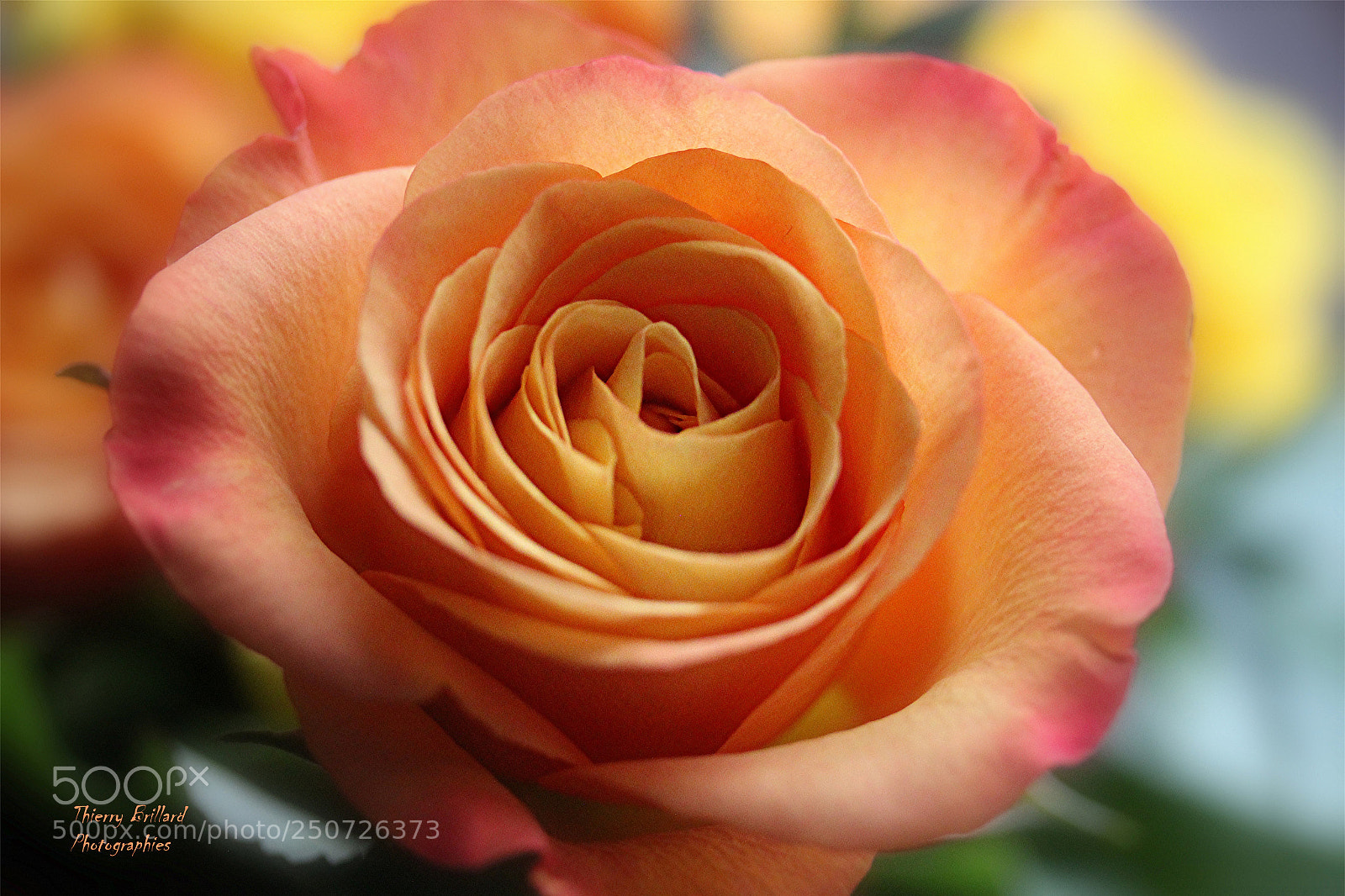 Canon EOS 600D (Rebel EOS T3i / EOS Kiss X5) sample photo. Rose orange photography