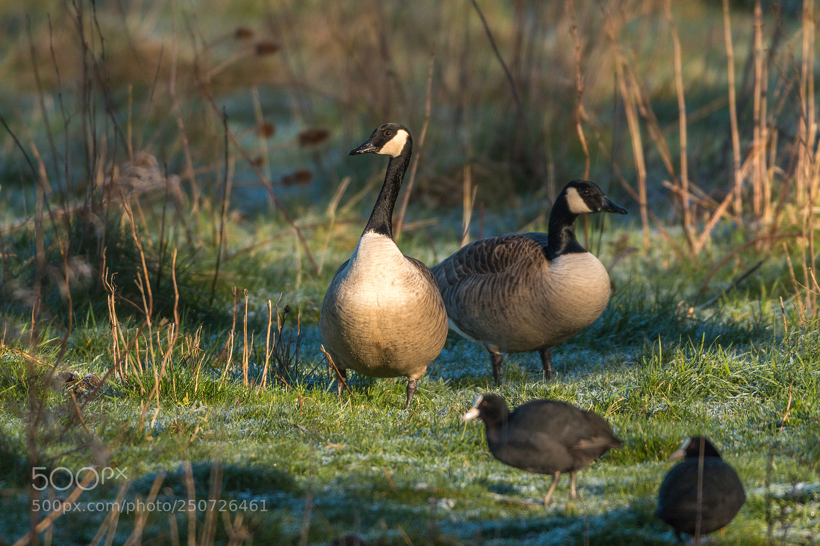 Canon EOS 70D sample photo. Goose in a field. photography