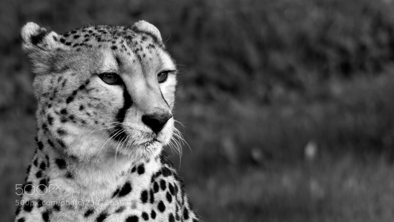 Nikon D7100 sample photo. Printfin photography