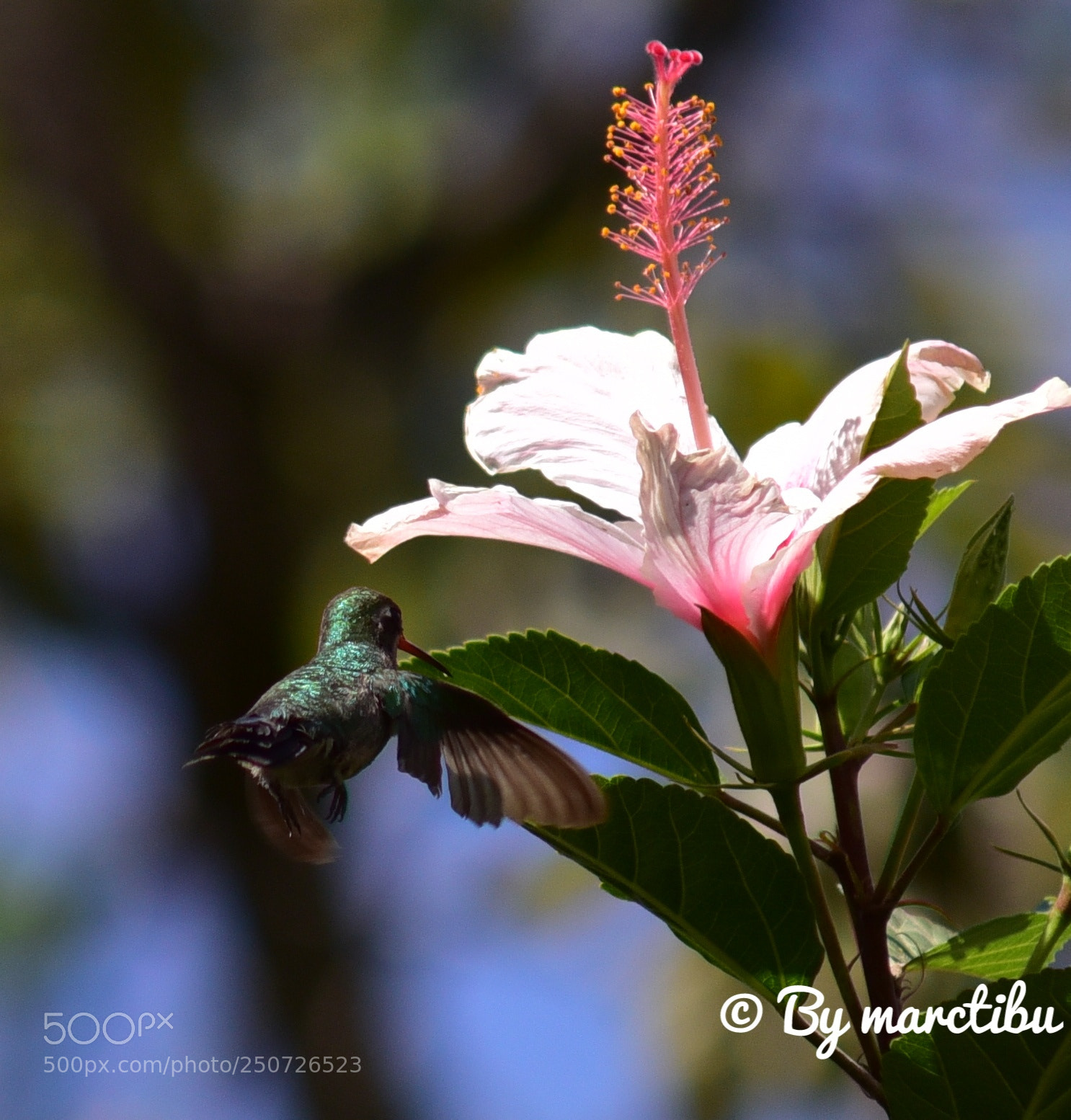 Nikon D750 sample photo. Hummingbird bolivia 2017 photography