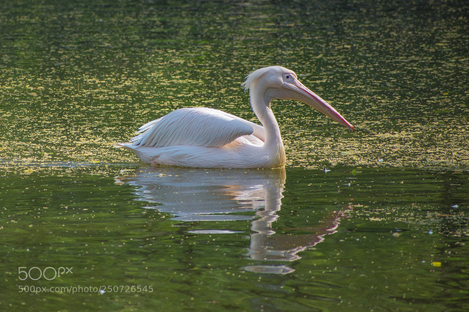Nikon D7200 sample photo. Great white pelican photography