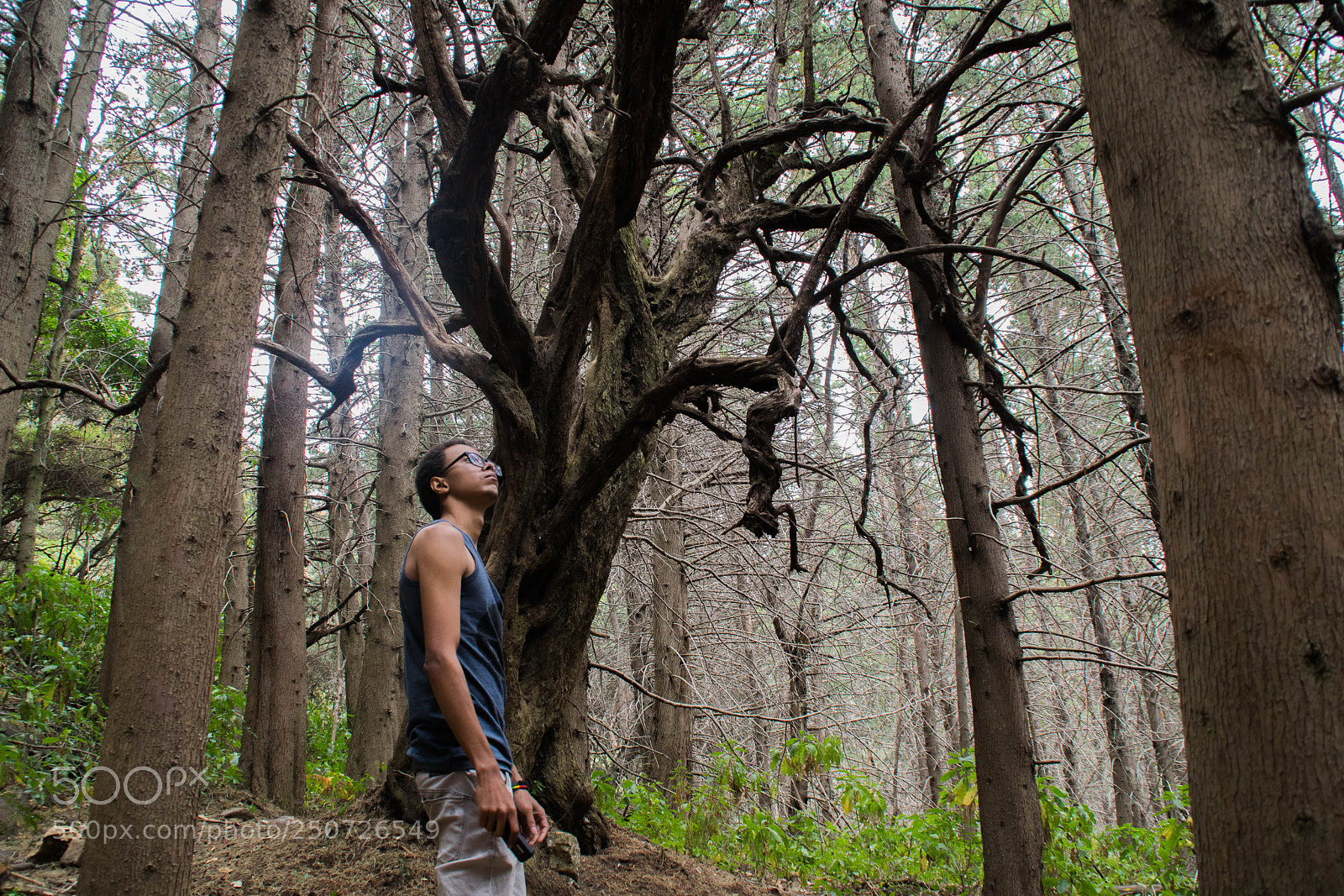 Nikon D5300 sample photo. The bewitched tree photography