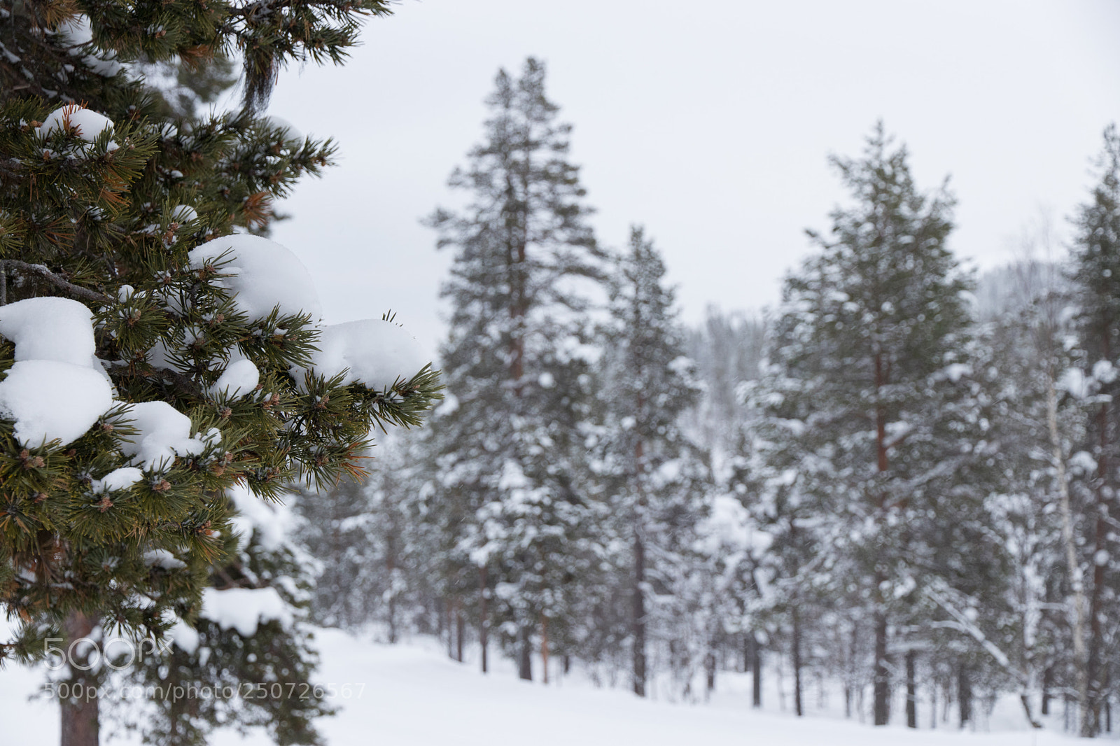 Canon EOS 80D sample photo. Winter photography