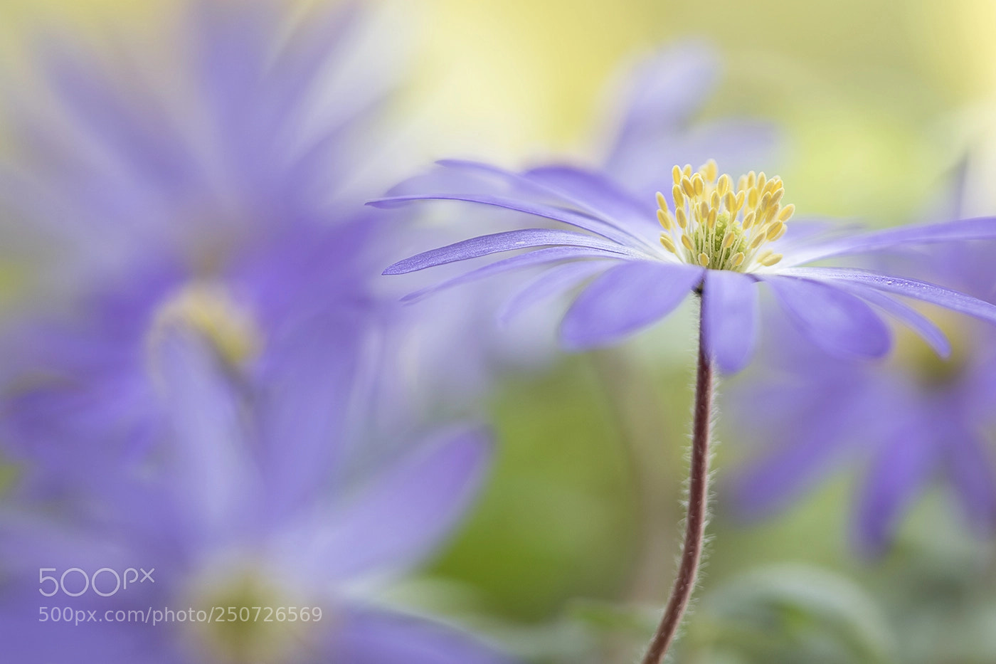 Canon EOS 7D Mark II sample photo. Windflower photography