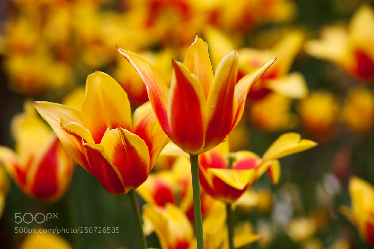 Canon EOS 5D Mark II sample photo. Descanso gardens, la canada photography