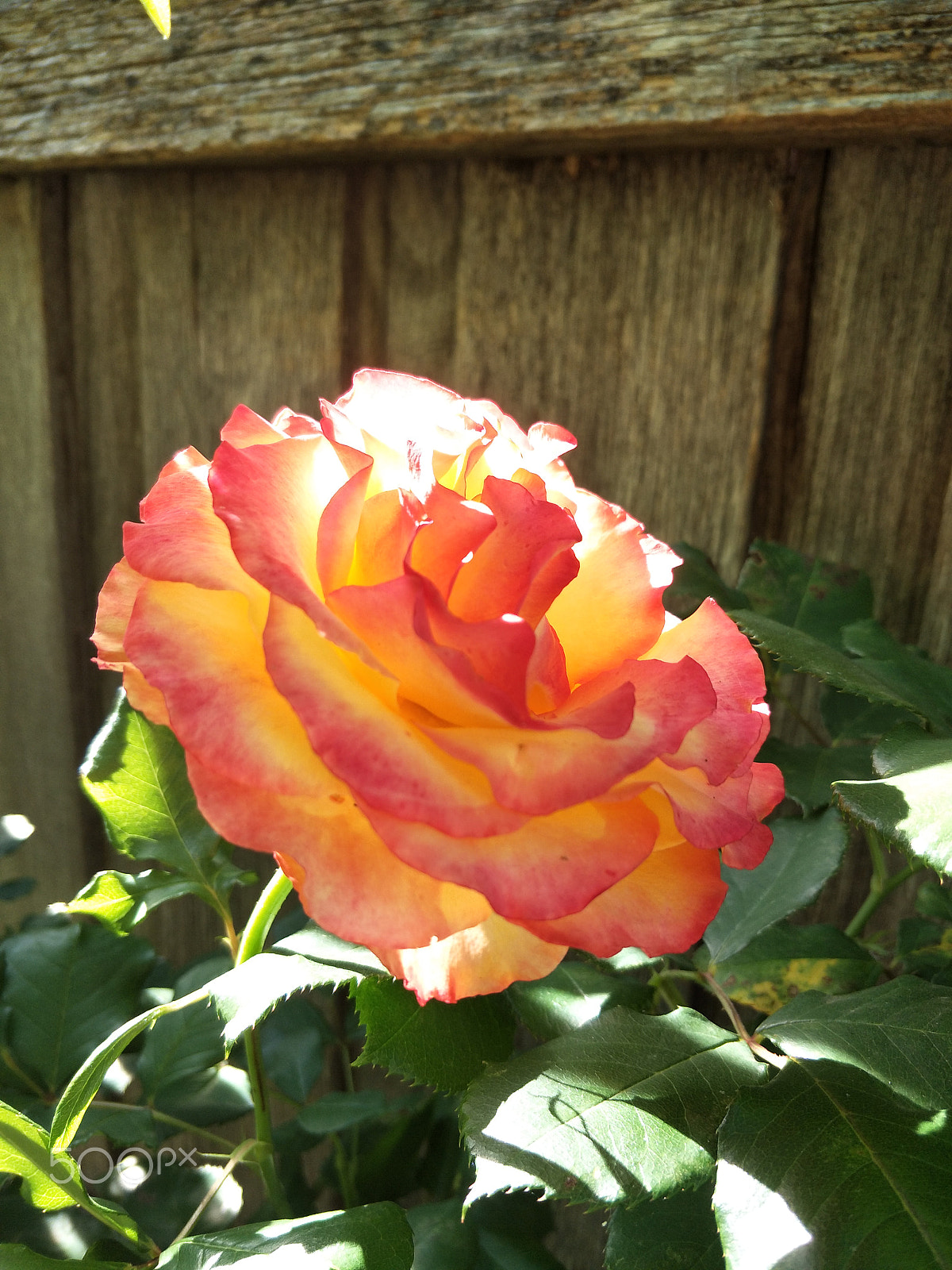 OPPO R9S sample photo. Orange flower photography
