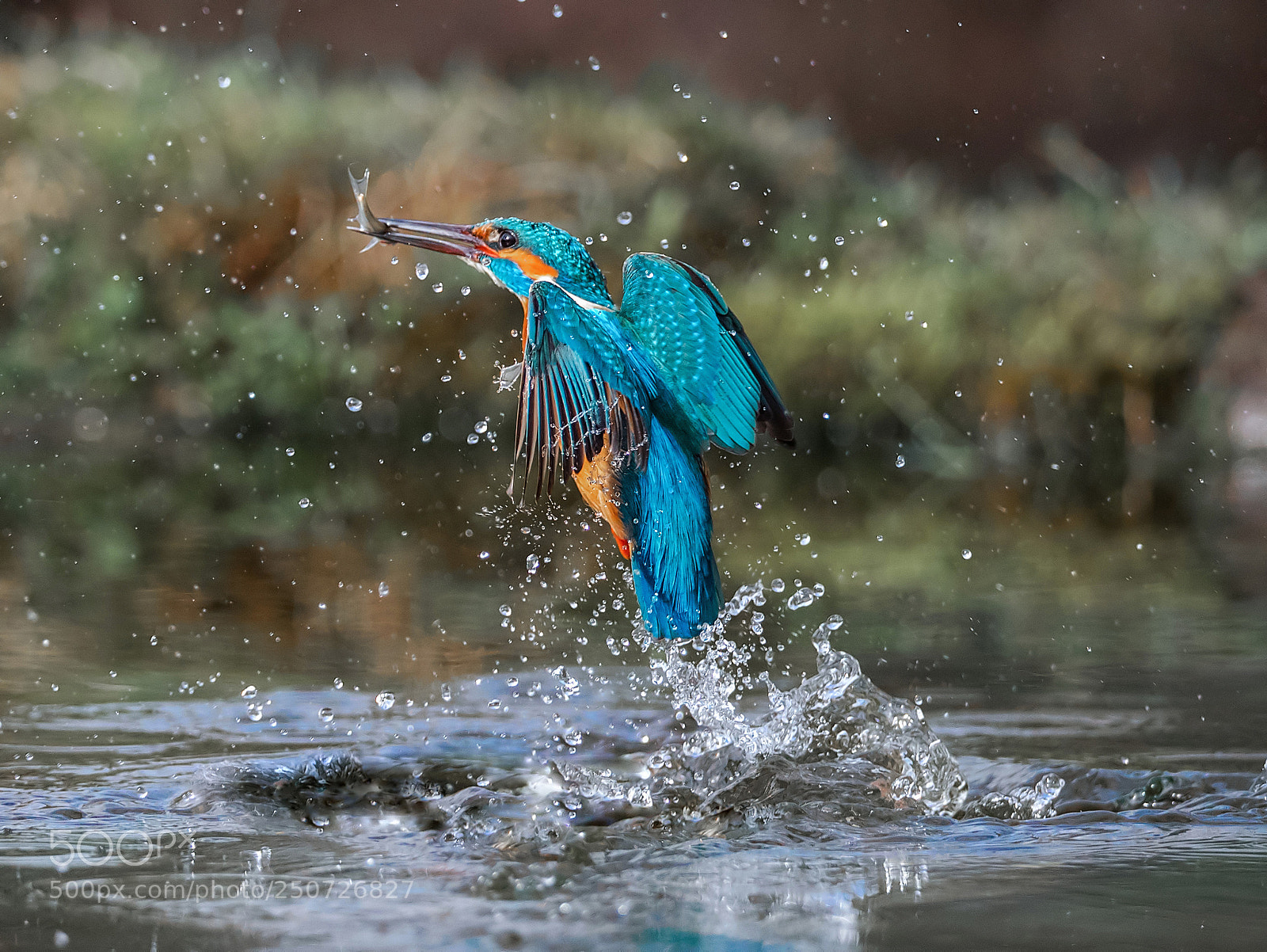 Canon EOS-1D X Mark II sample photo. Kingfisher splash iv!!! photography