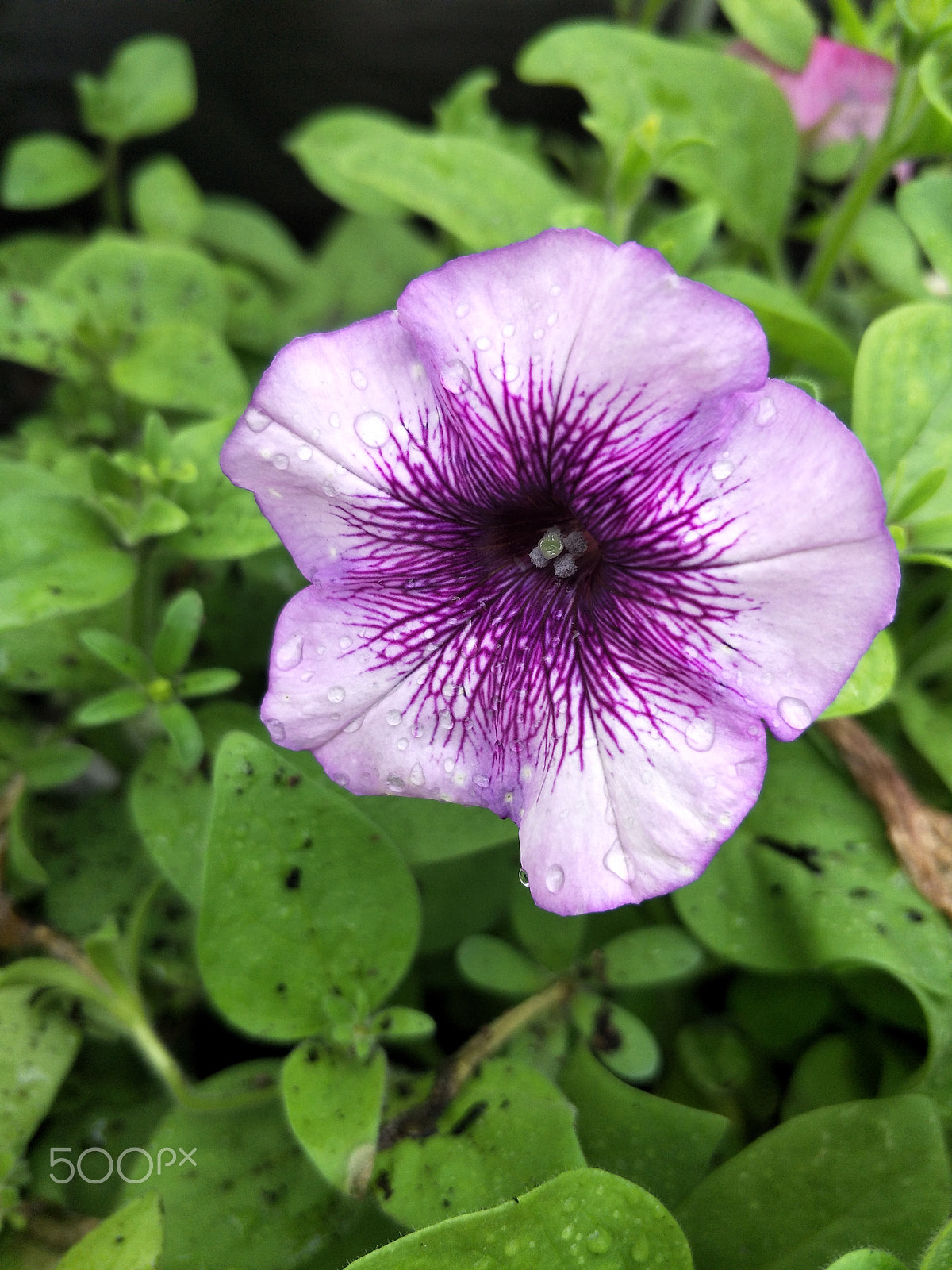 OPPO R9S sample photo. Dark purple flower photography