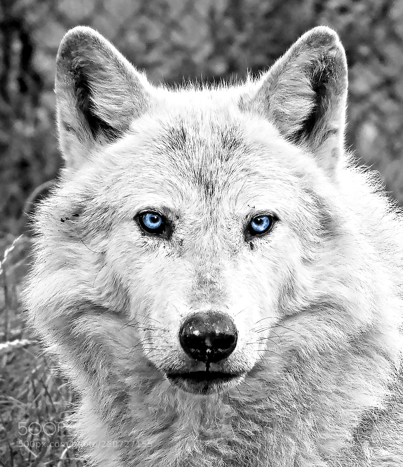 Nikon D7100 sample photo. Timberwolfmarchprinted photography