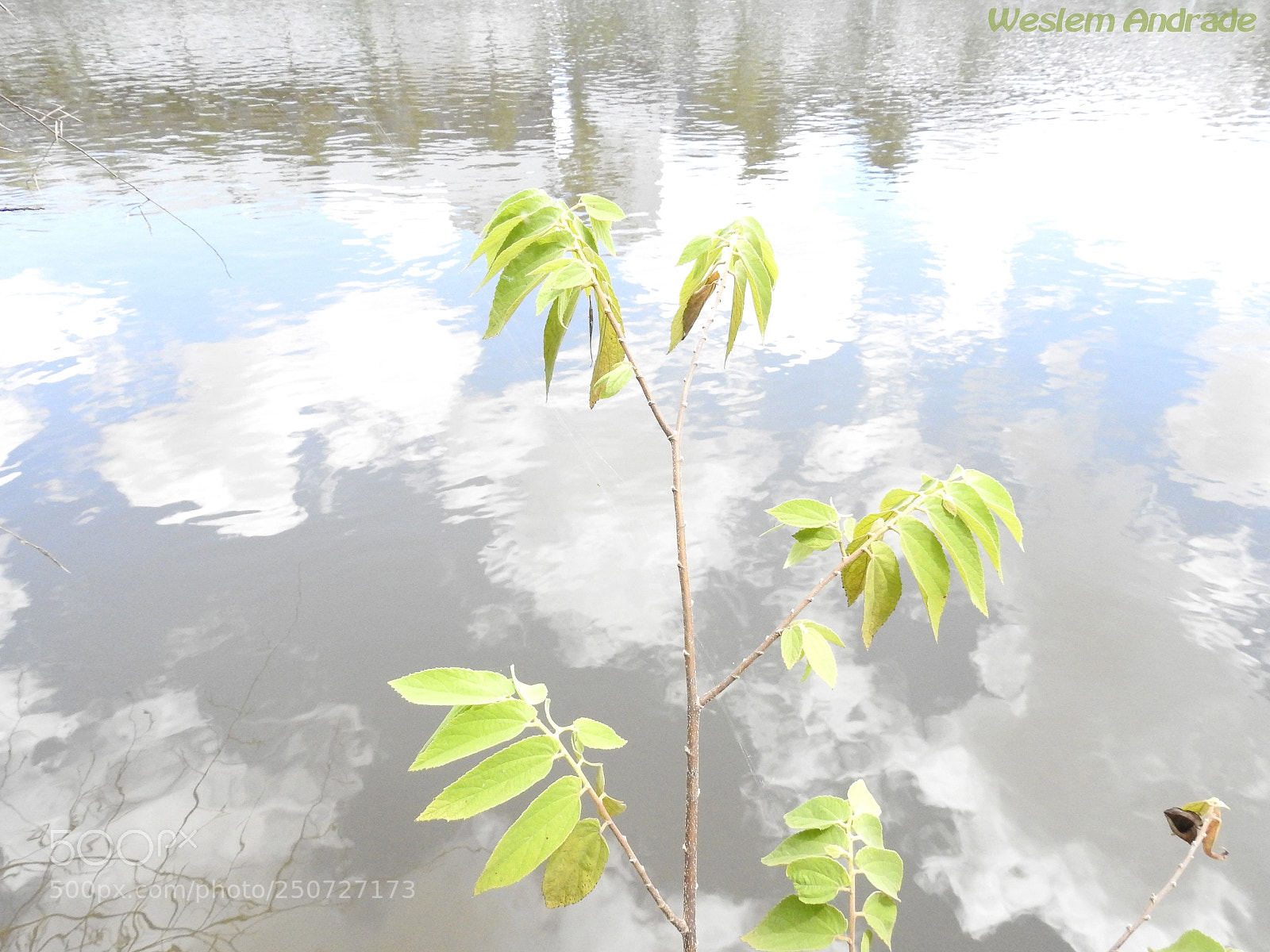 Nikon Coolpix P900 sample photo. Plantinha sobre rio de photography