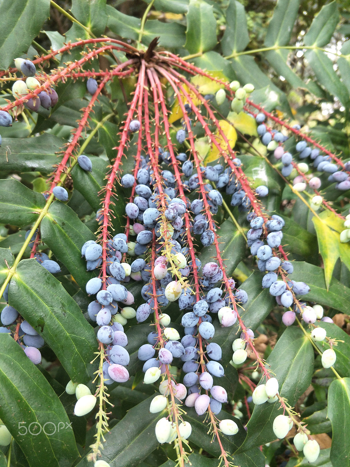 OPPO R9S sample photo. Blue berries photography