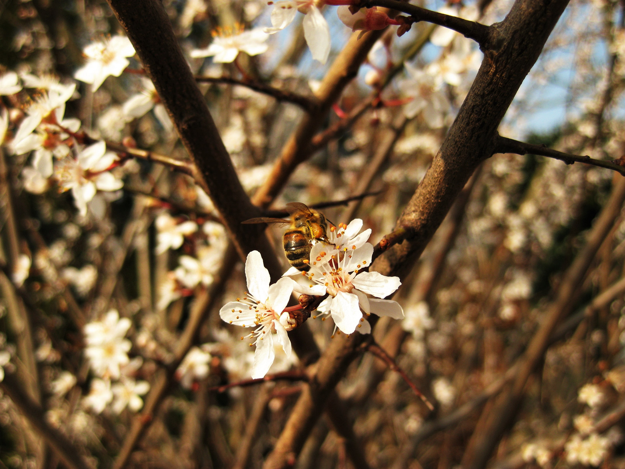 Canon PowerShot SD1100 IS (Digital IXUS 80 IS / IXY Digital 20 IS) sample photo. Bee photography