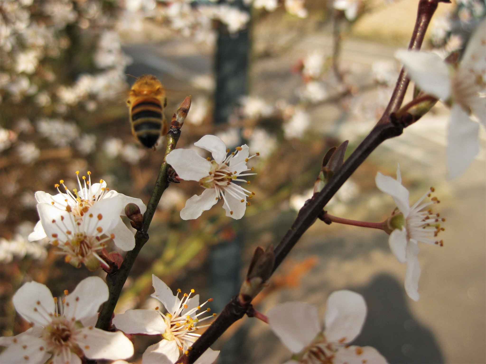 Canon PowerShot SD1100 IS (Digital IXUS 80 IS / IXY Digital 20 IS) sample photo. Abeille photography