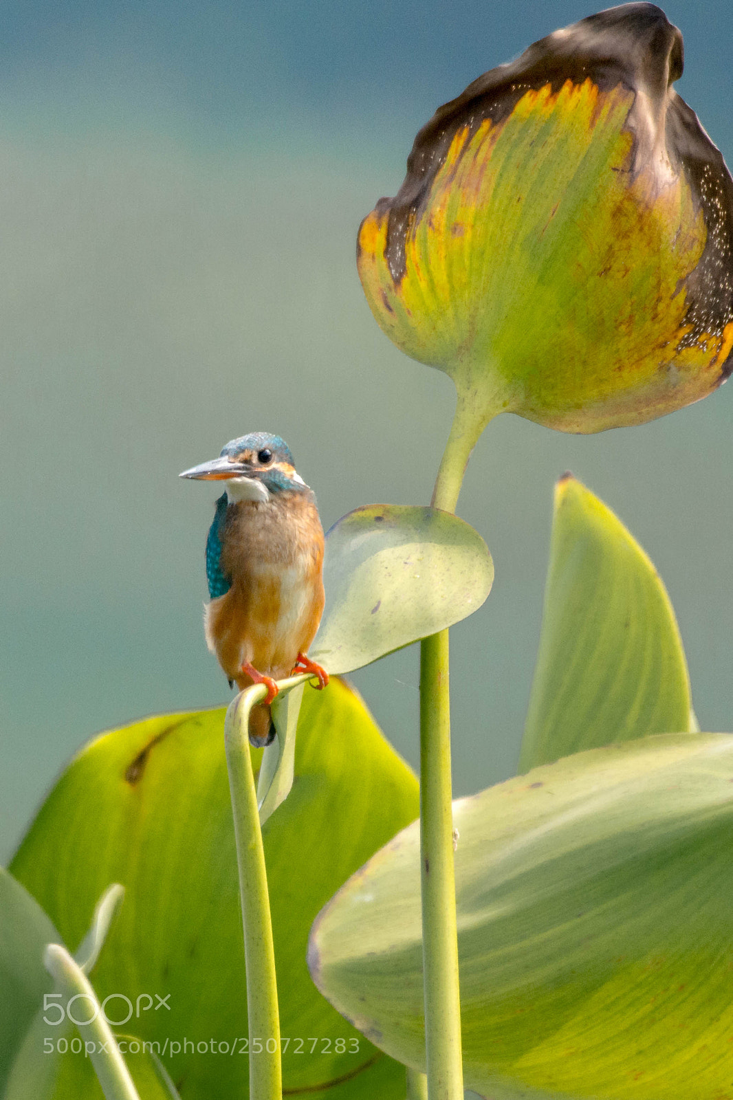Nikon D7200 sample photo. Kingfisher photography