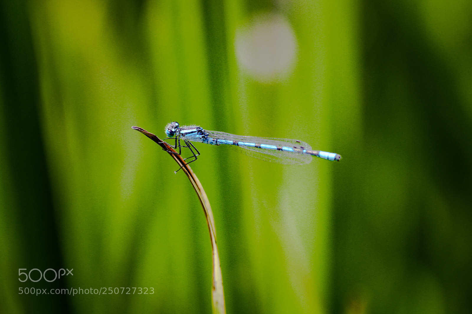 Canon EOS 70D sample photo. Libelle te wenduine aan photography