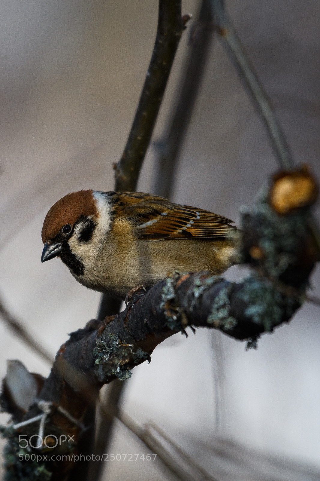 Nikon D500 sample photo. In nature photography