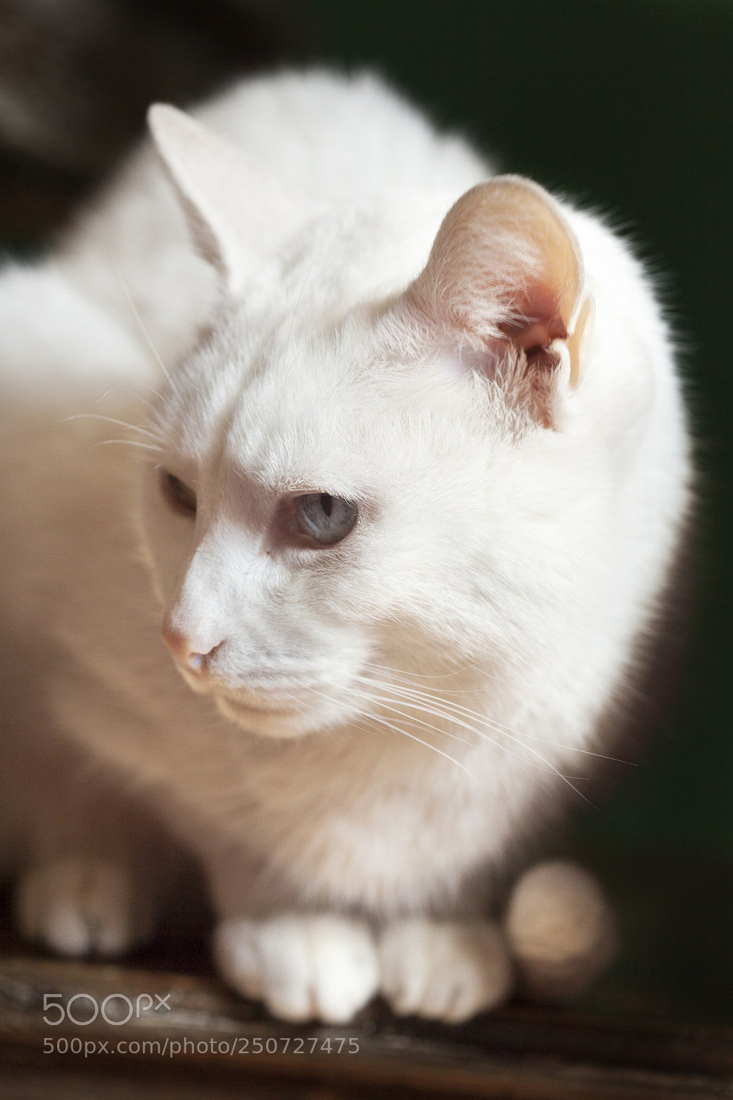 Canon EOS 5D Mark II sample photo. White cat photography