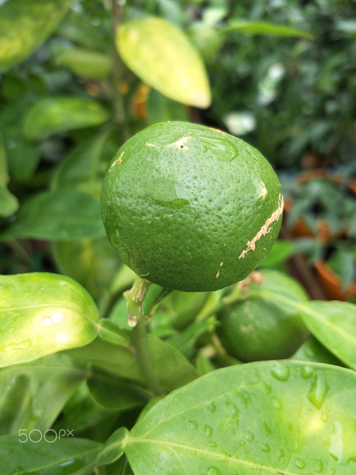 OPPO R9S sample photo. Green lime photography