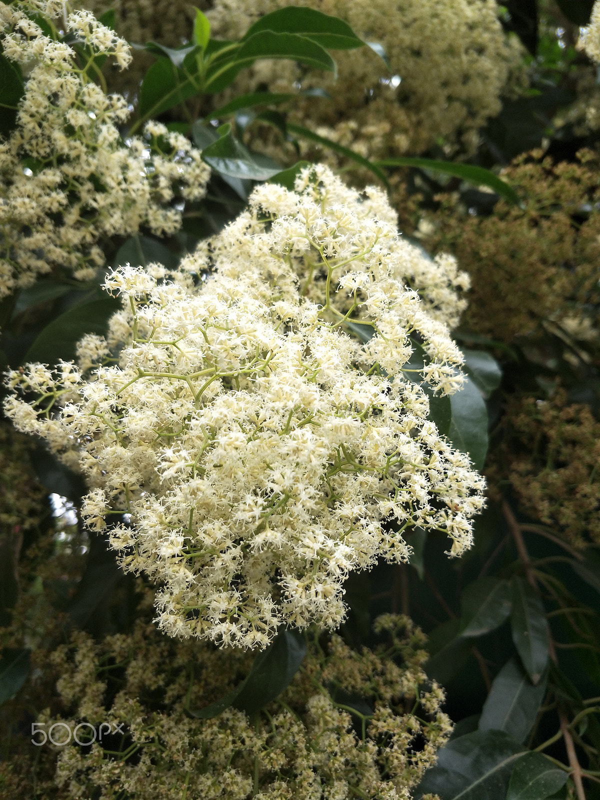 OPPO R9S sample photo. White flowers photography