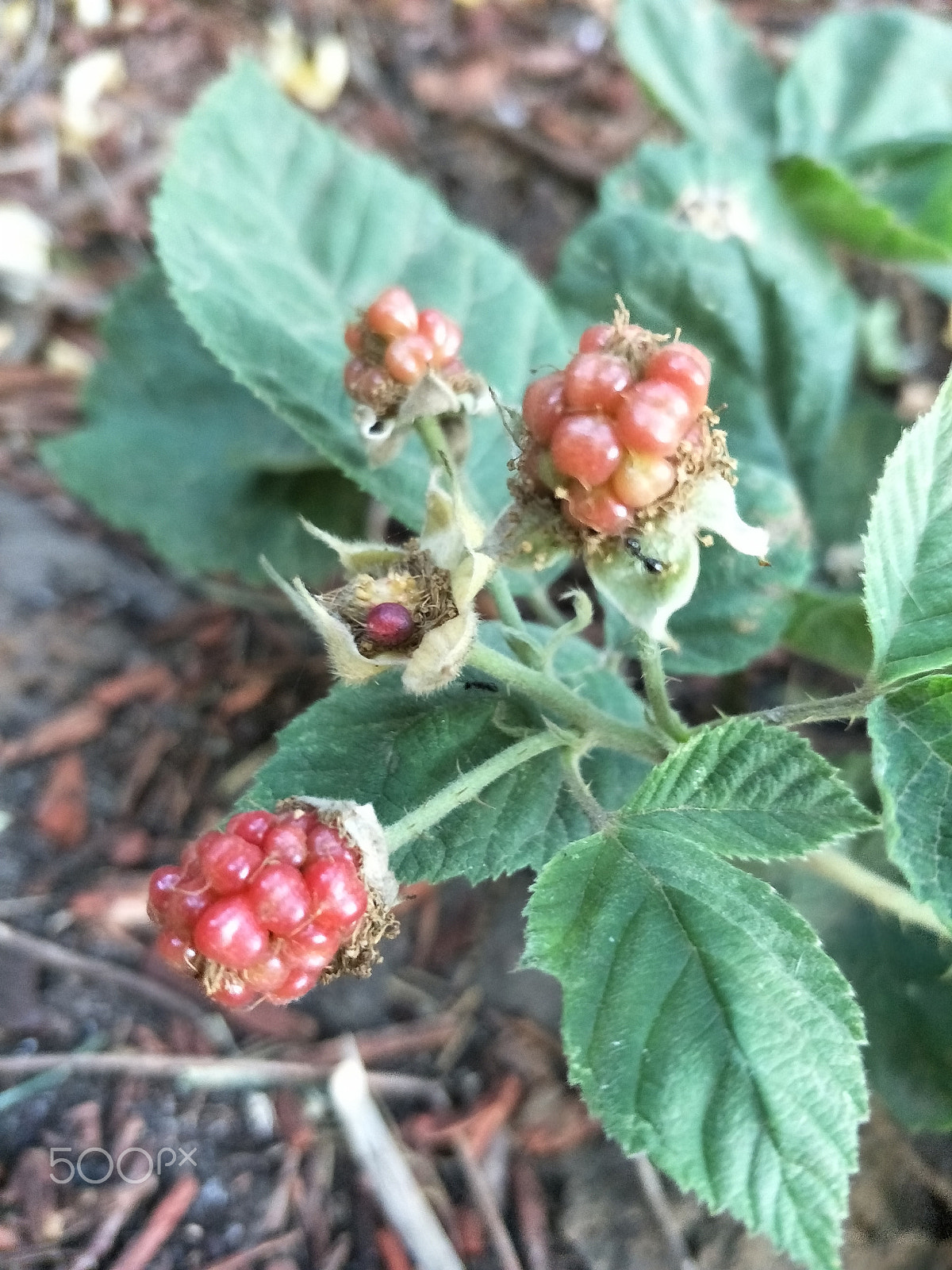 OPPO R9S sample photo. Red berries photography