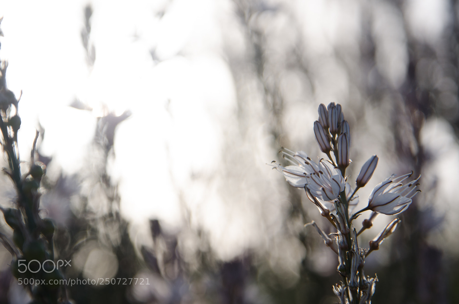 Nikon D5100 sample photo. Evning flower photography