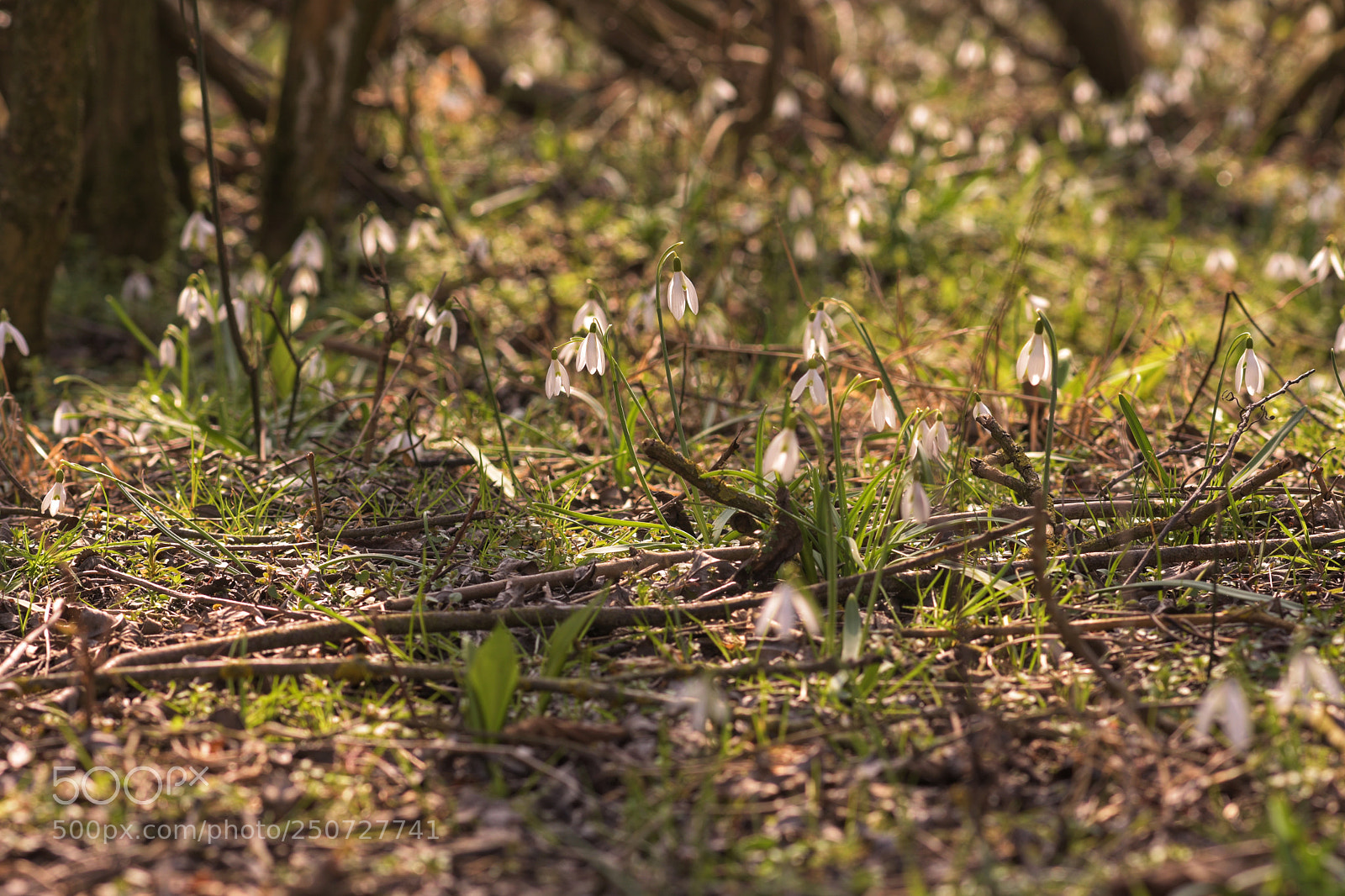 Nikon D7200 sample photo. Spring photography