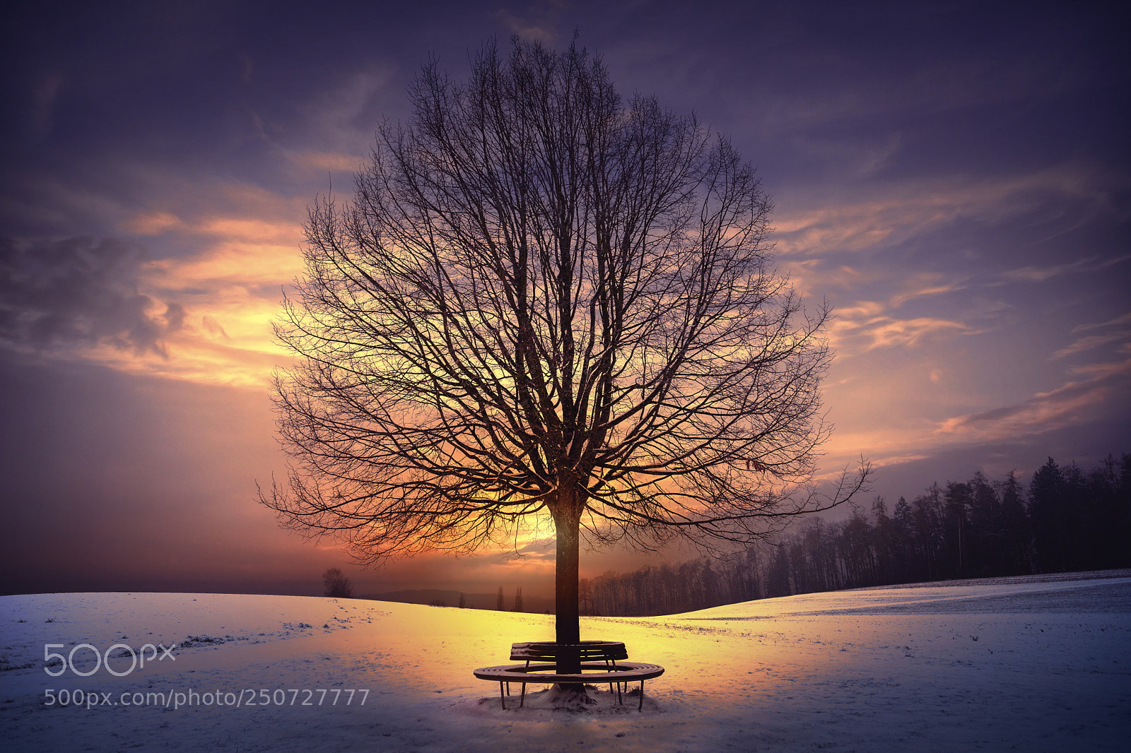 Canon EOS 5D Mark II sample photo. Around a tree photography