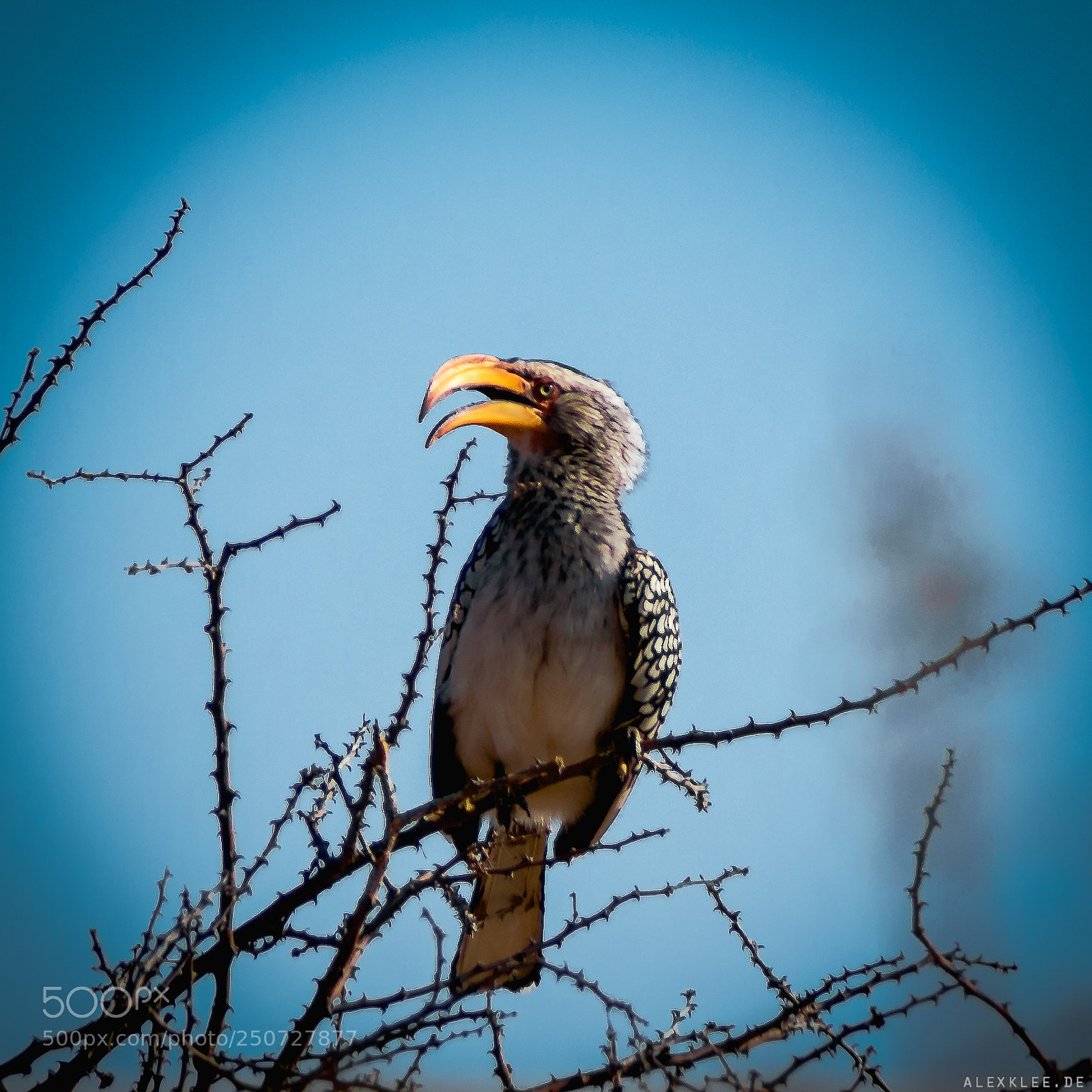 Canon EOS 7D Mark II sample photo. The southern yellow-billed hornbill photography