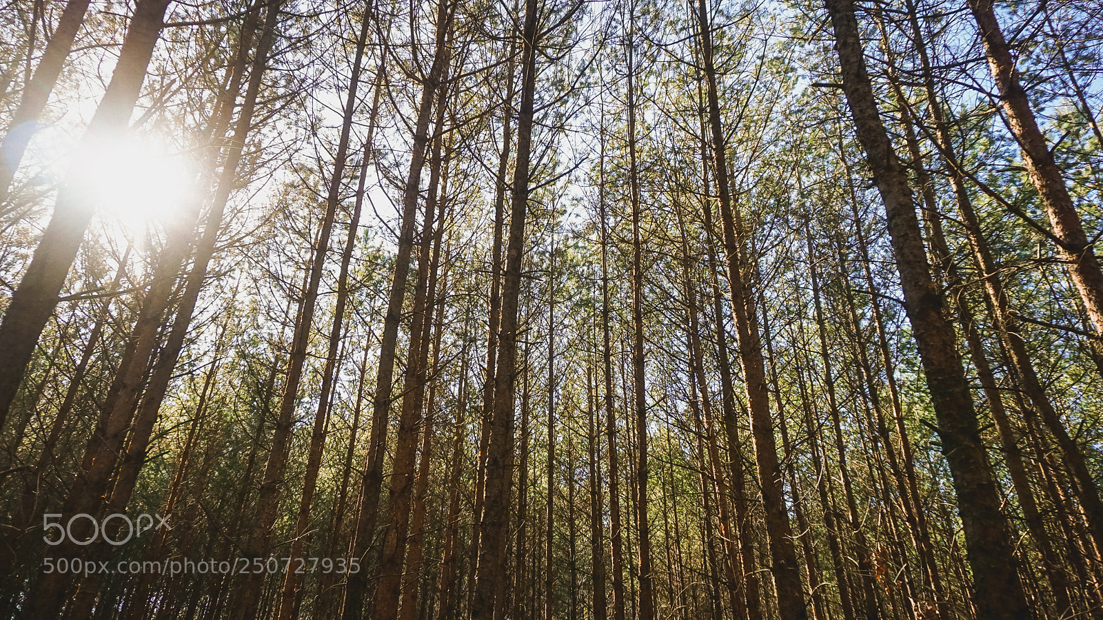 Sony a6000 sample photo. And trees again photography
