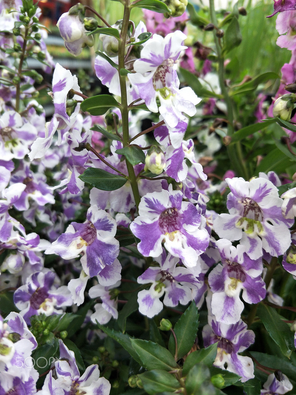 OPPO R9S sample photo. Purple flowers photography