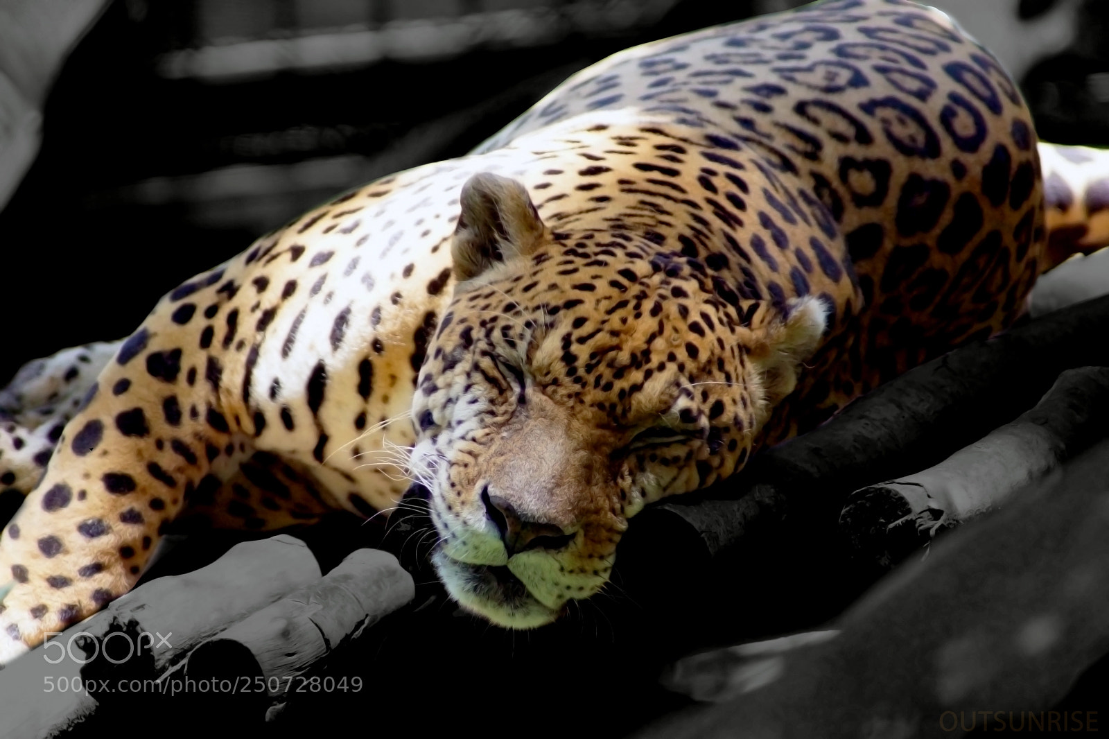 Sony SLT-A65 (SLT-A65V) sample photo. Sauvage by outsunrise photography
