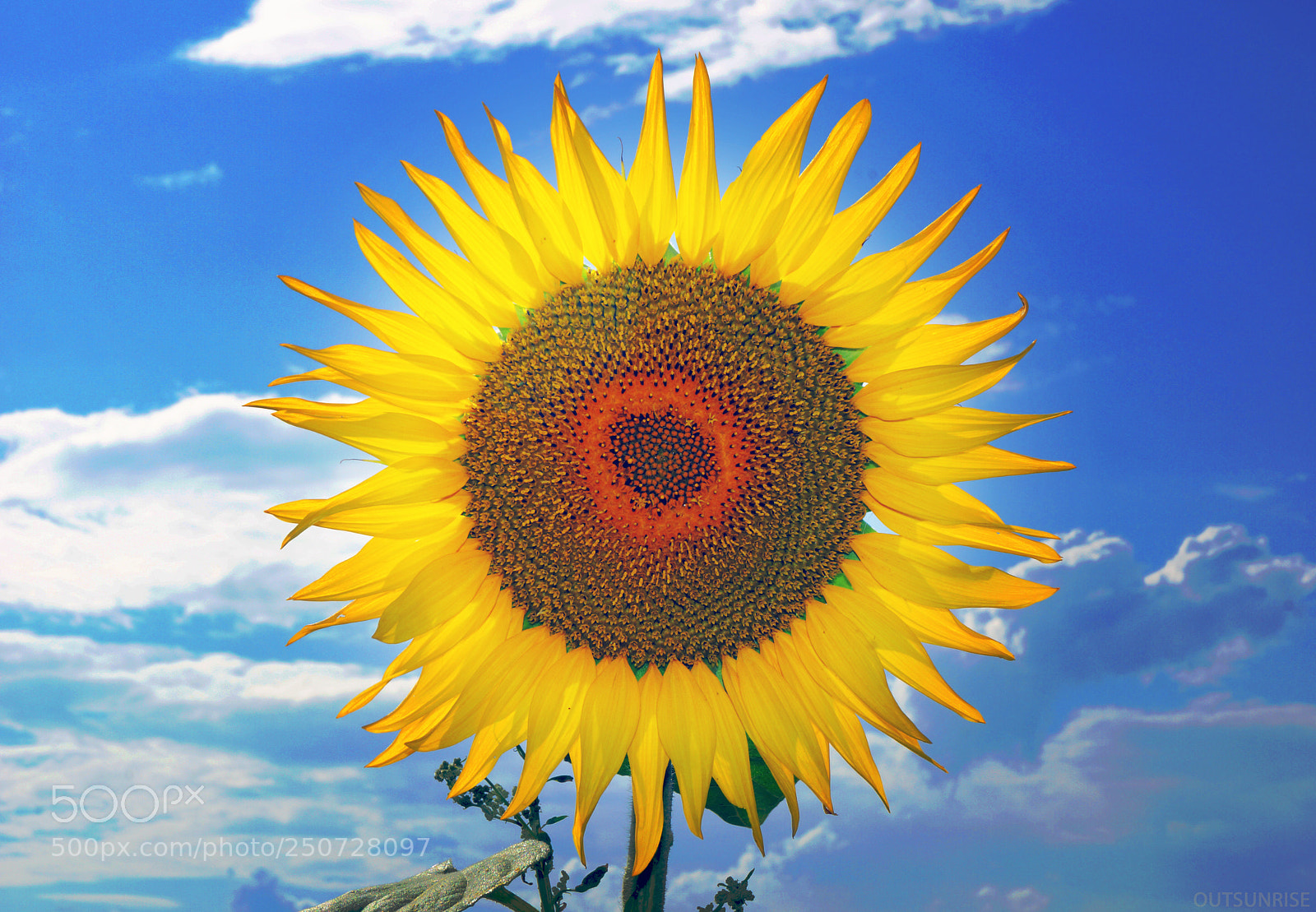 Sony SLT-A65 (SLT-A65V) sample photo. Sunflower by outsunrise photography