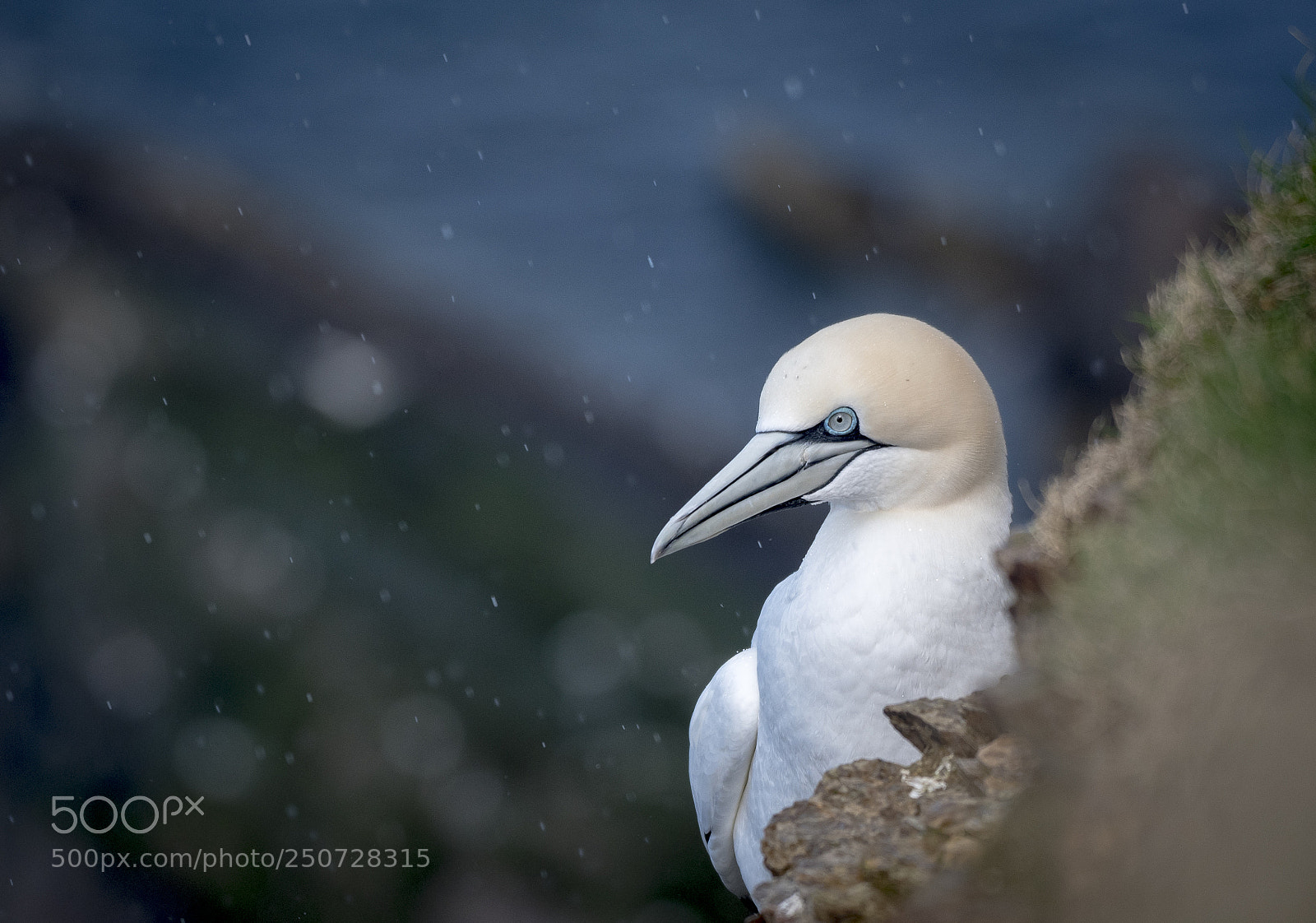 Nikon D500 sample photo. Gannet in the rain photography