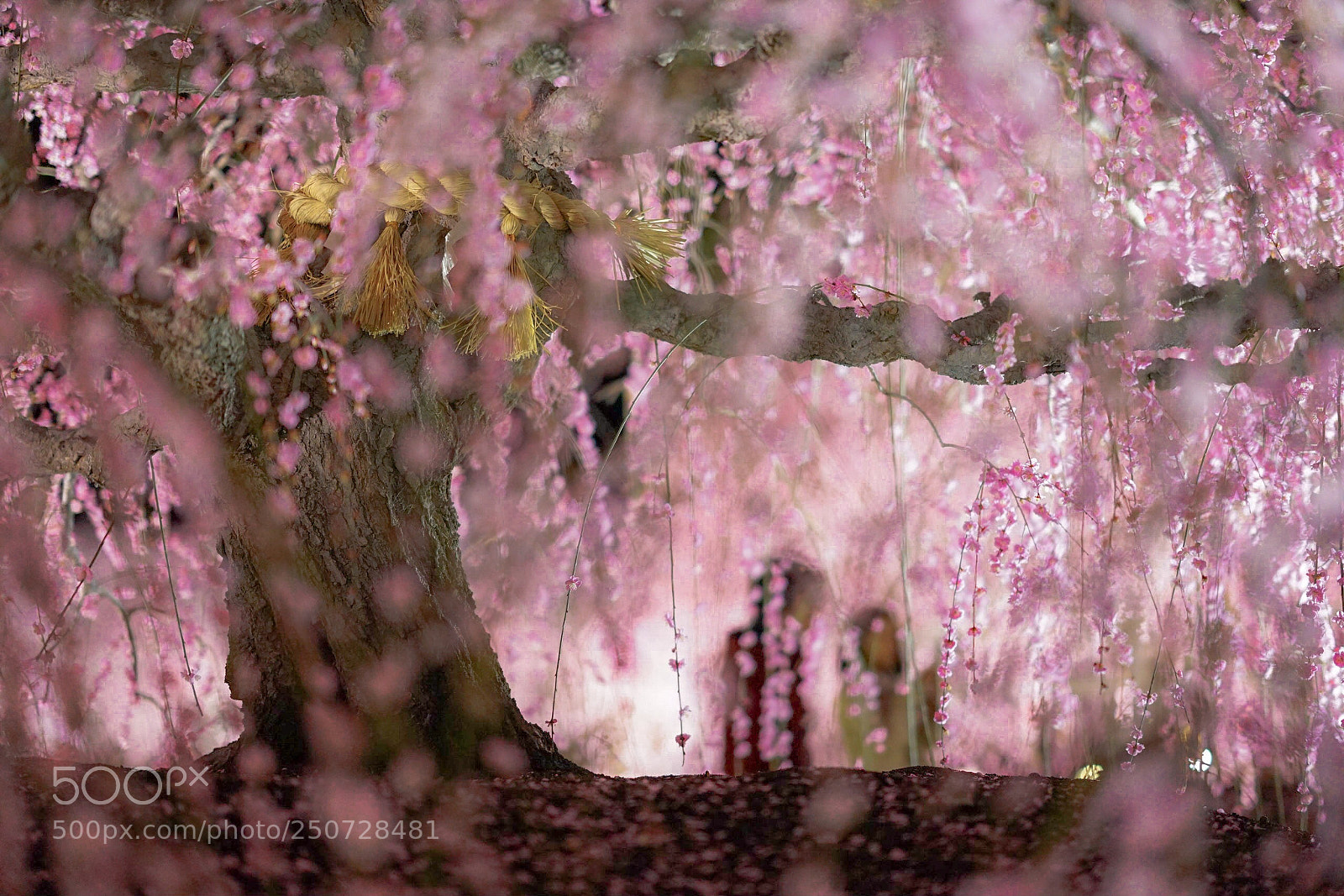 Sony a7 II sample photo. Suzuka forest garden weeping photography