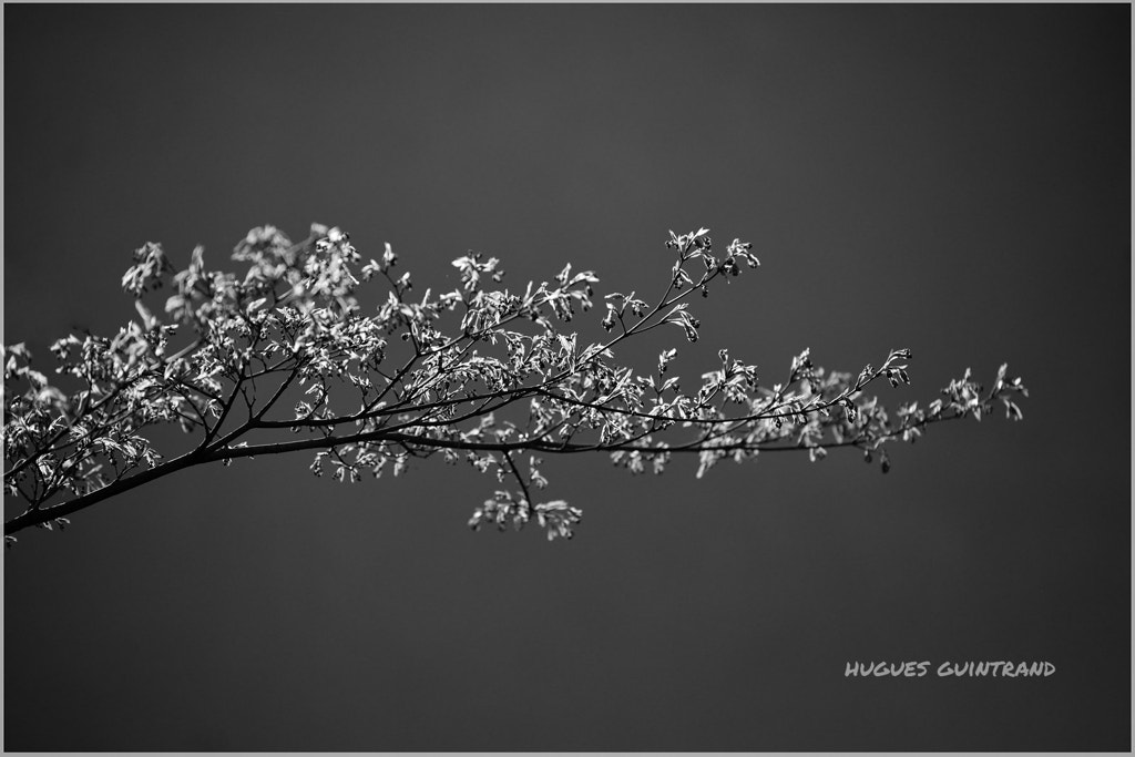 Nikon AF-S Nikkor 70-200mm F4G ED VR sample photo. Tree wings photography