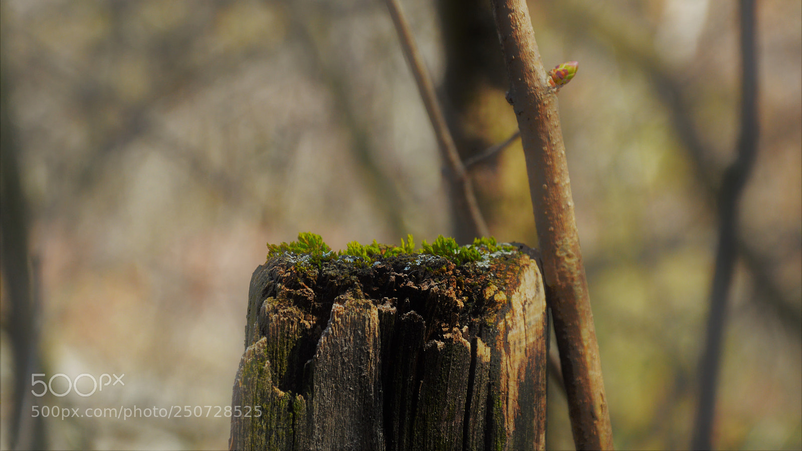 Nikon D3200 sample photo. Untitled photography