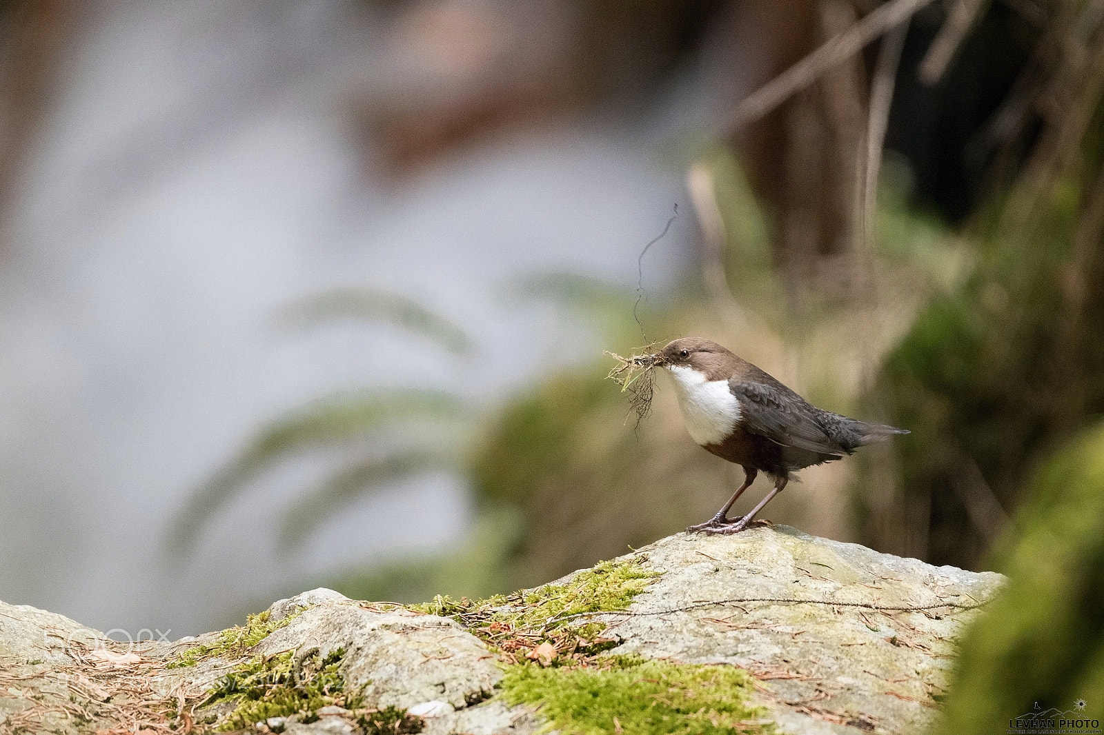 Nikon D500 sample photo. Nesting time photography