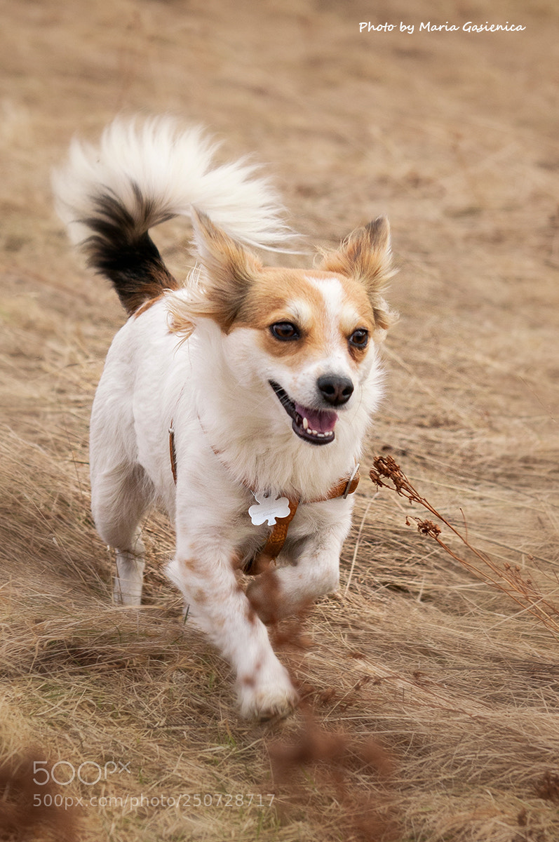 Nikon D300S sample photo. "pixi" photography