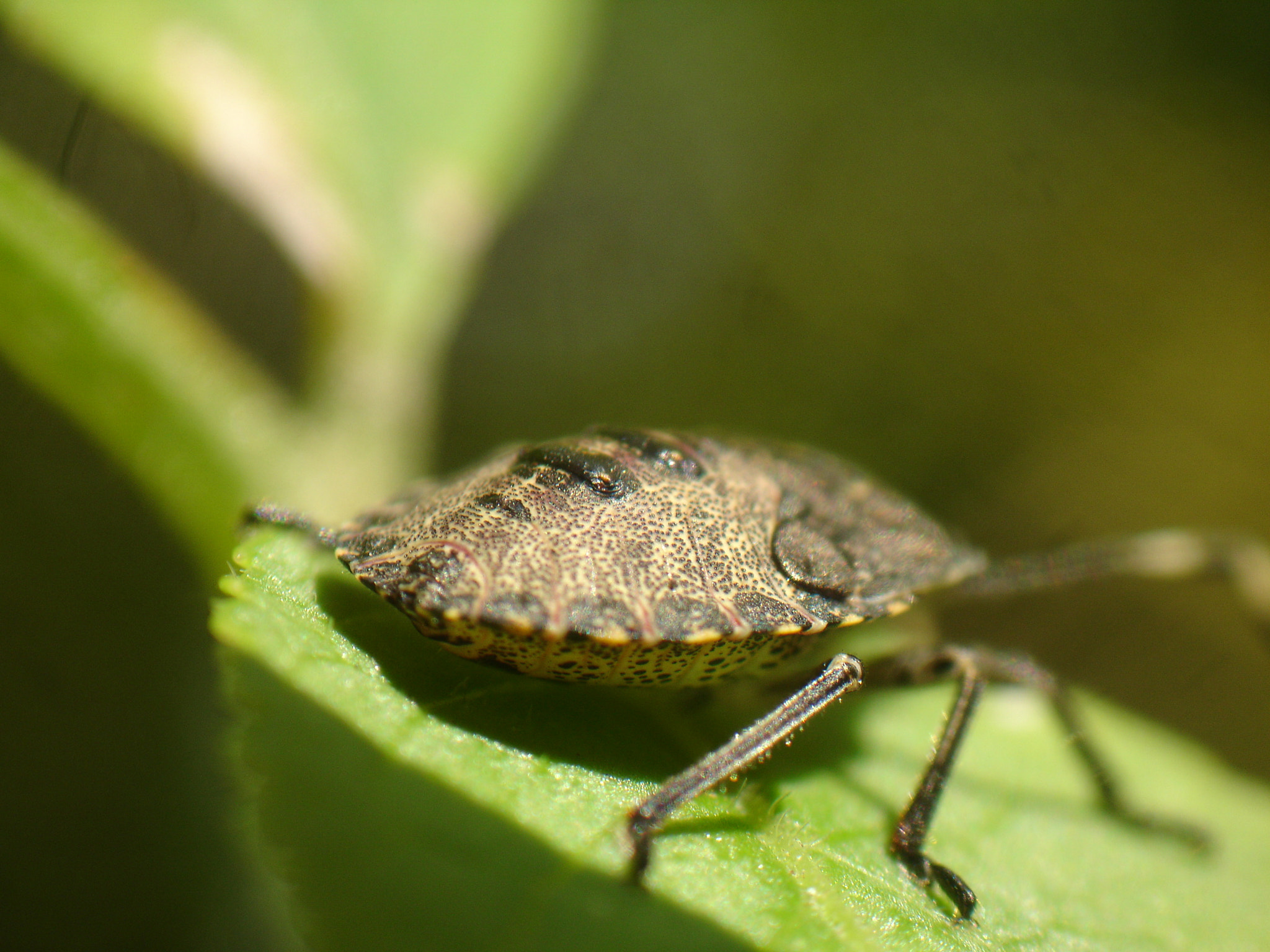 Sony DSC-P150 sample photo. Bug butt photography