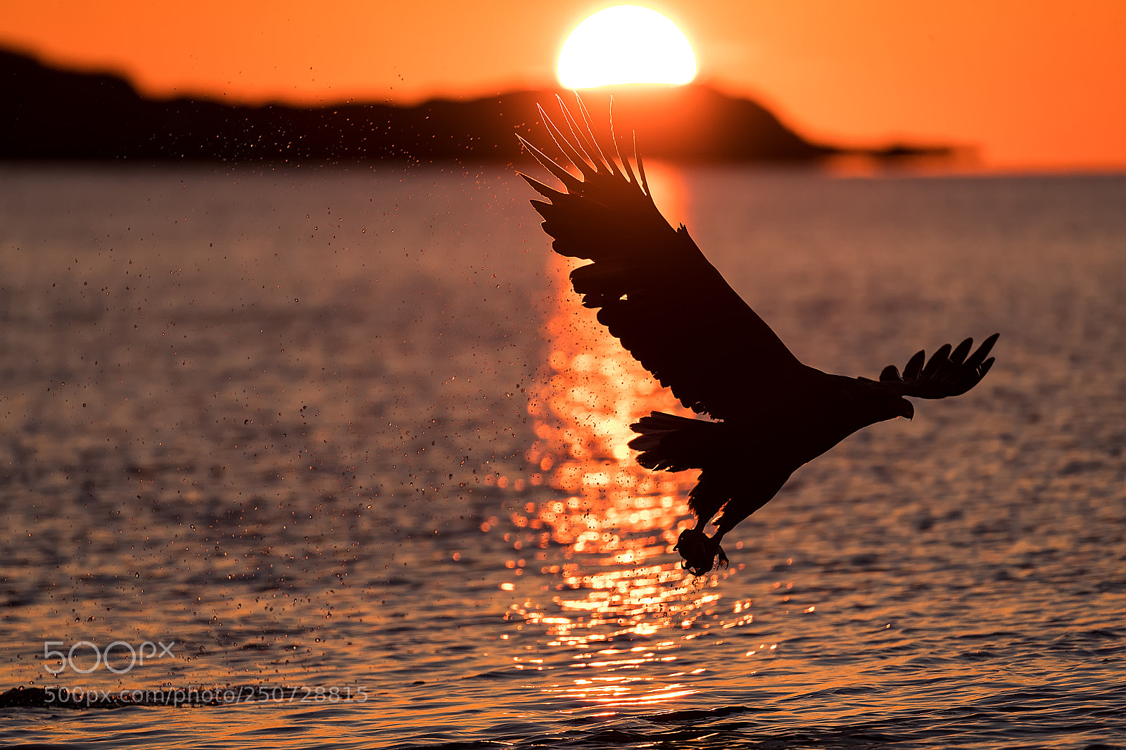 Canon EOS-1D X Mark II sample photo. Arrano arrantzalea ilunsentian photography