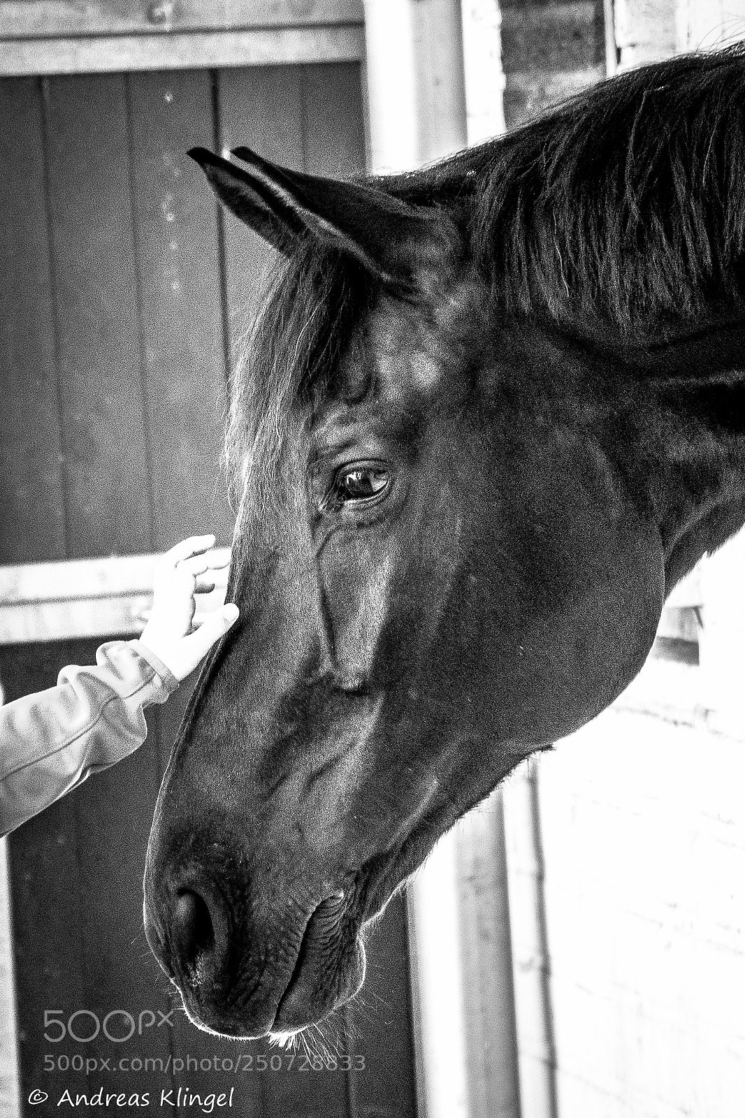 Nikon D5300 sample photo. Horse photography