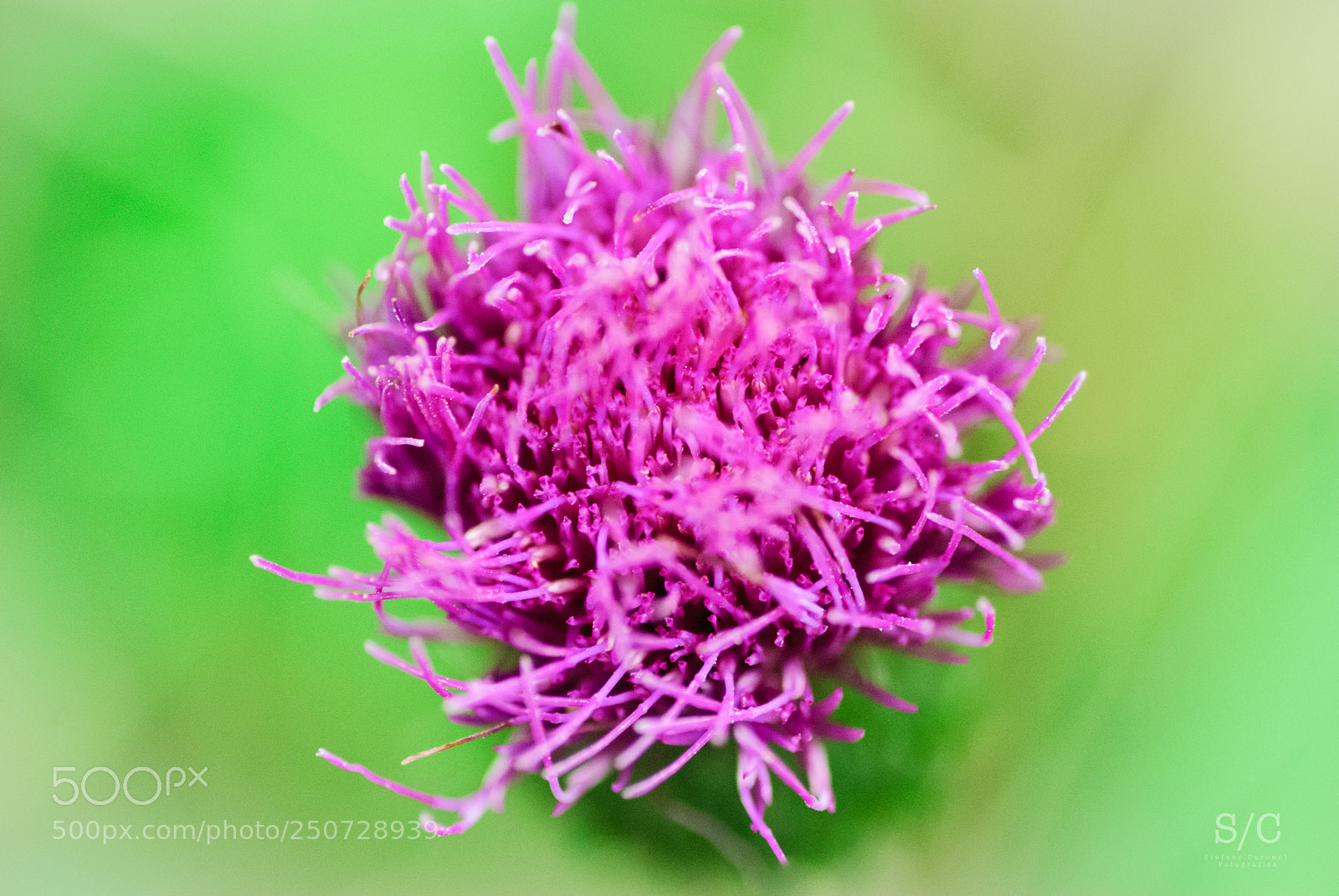 Nikon D80 sample photo. Flower #3 photography