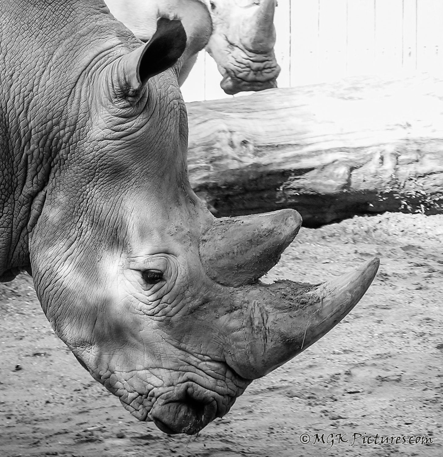 Olympus C750UZ sample photo. Rhino photography