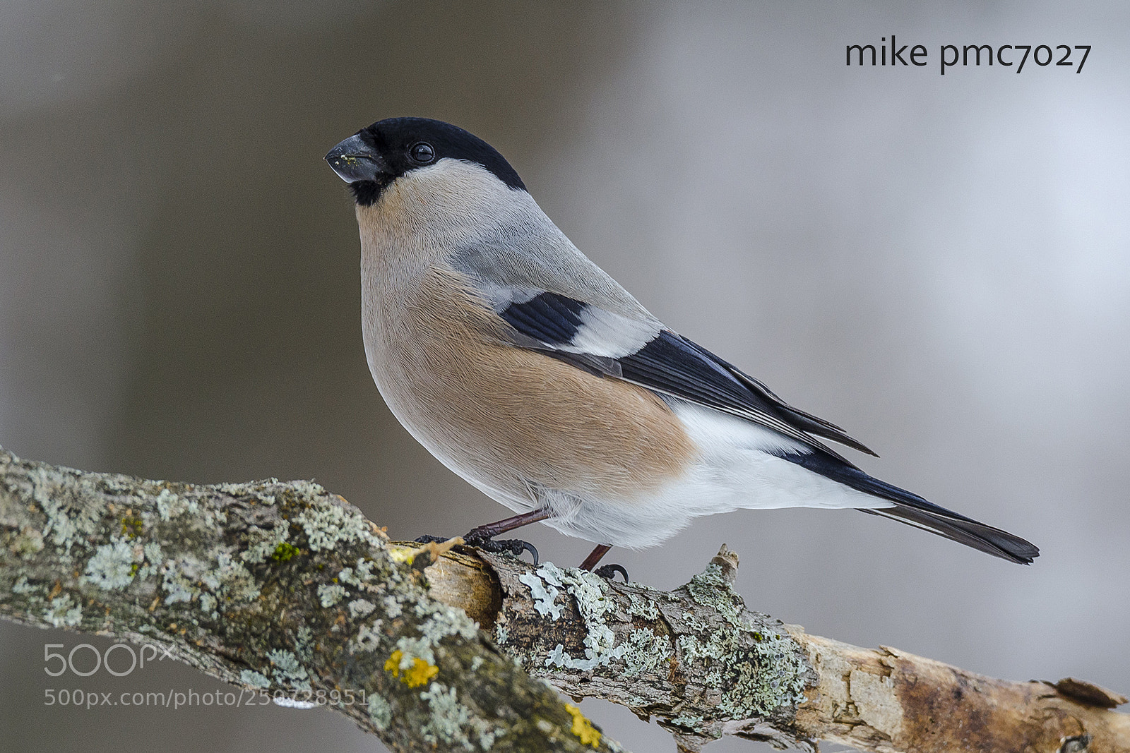 Nikon D7000 sample photo. Bullfinch (female). photography
