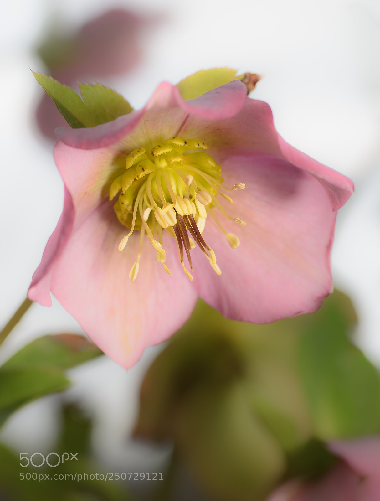Nikon D7000 sample photo. Spring flower photography
