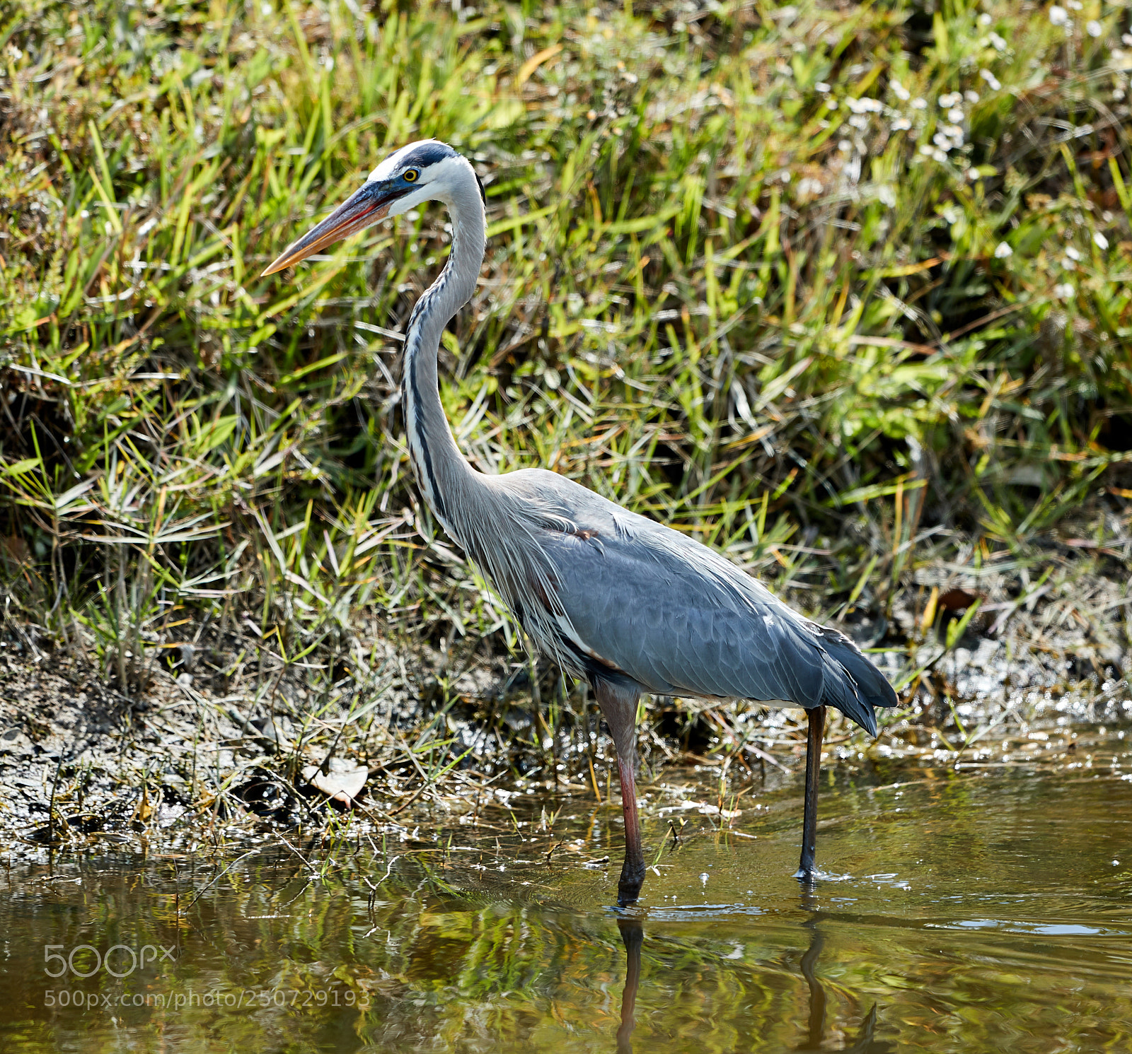 Canon EOS-1D X Mark II sample photo. 03-25-18-0009425.jpg photography