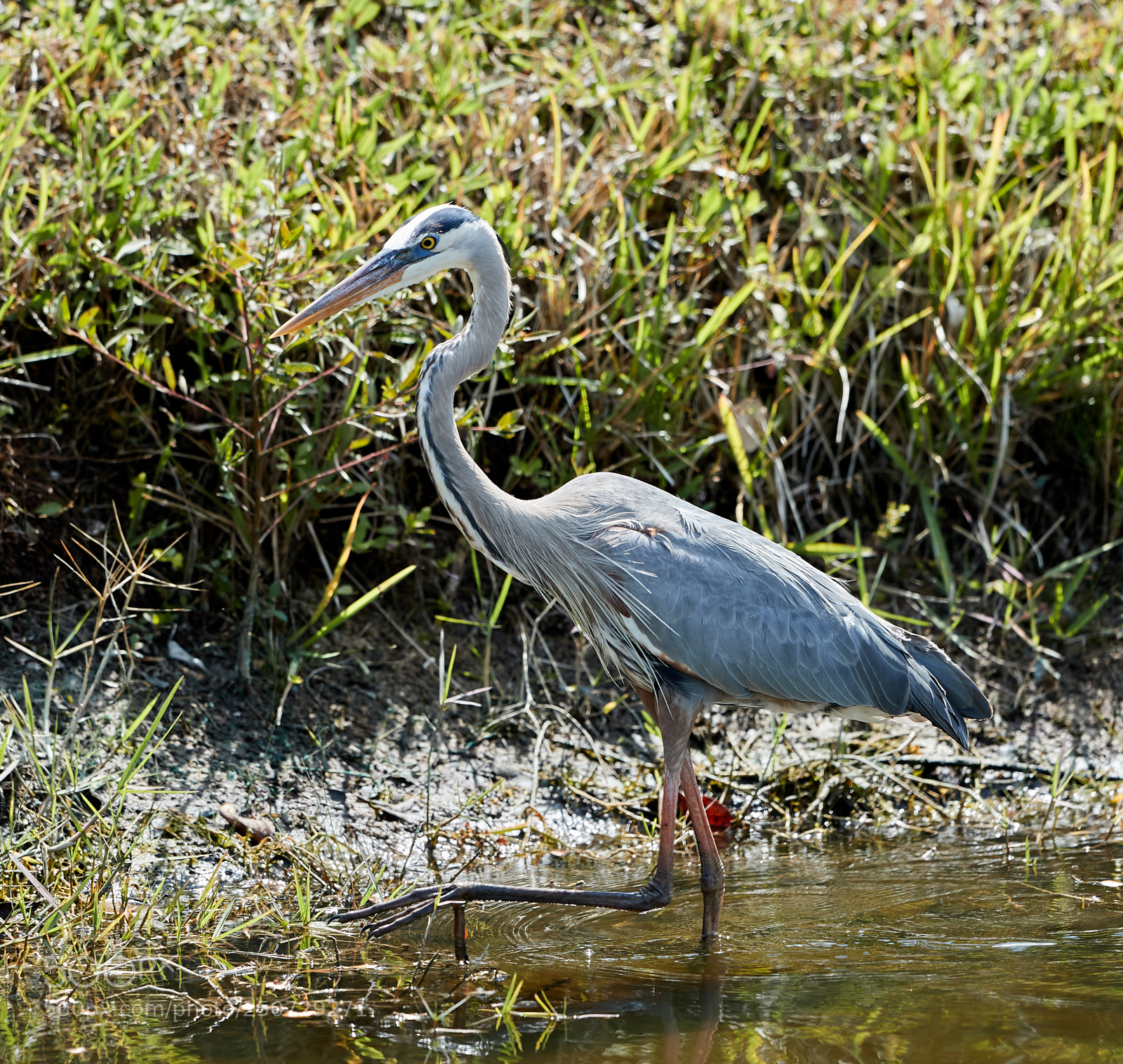 Canon EOS-1D X Mark II sample photo. 03-25-18-0009422.jpg photography